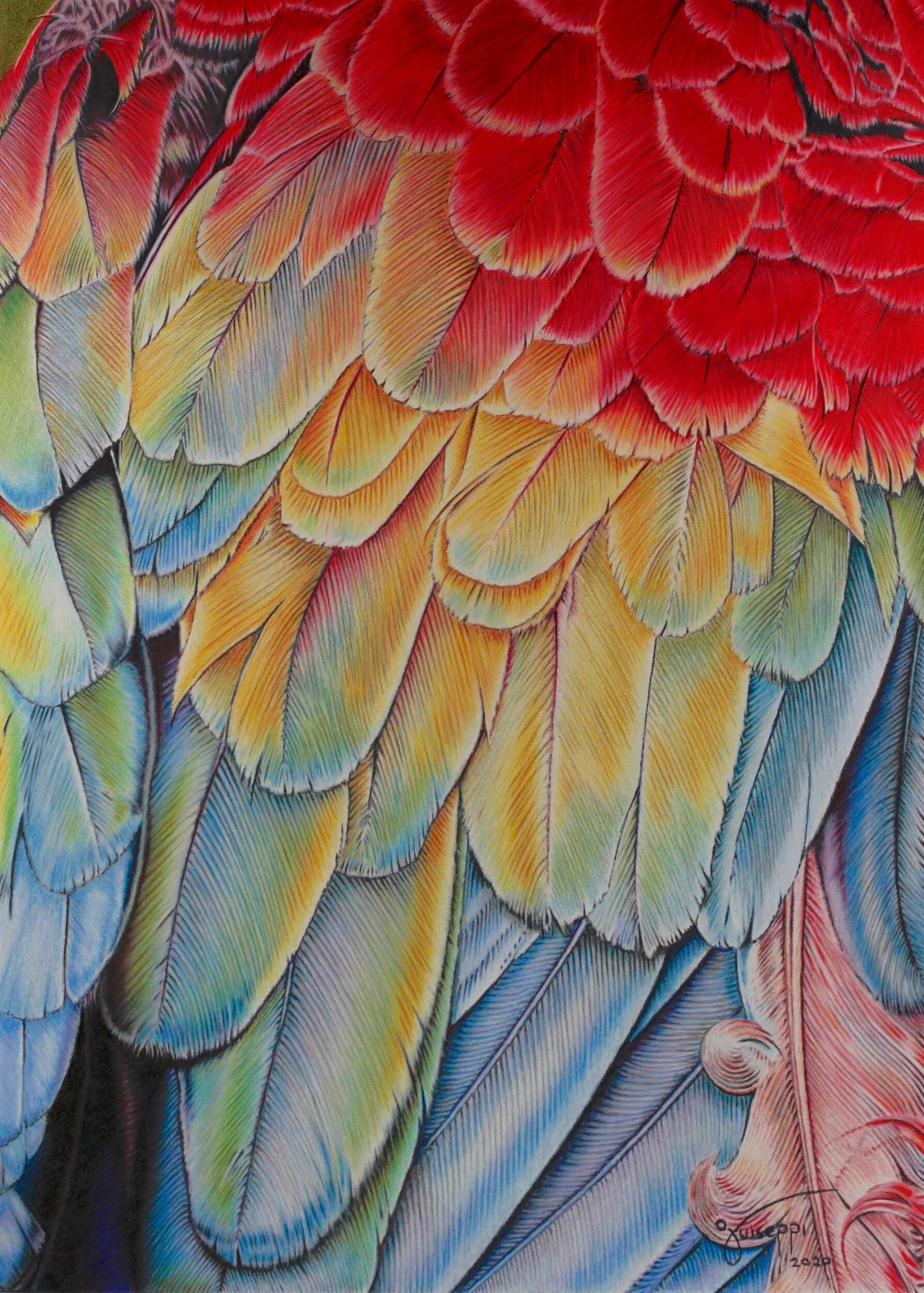 "Scarlet Macaw" by John Guiseppi