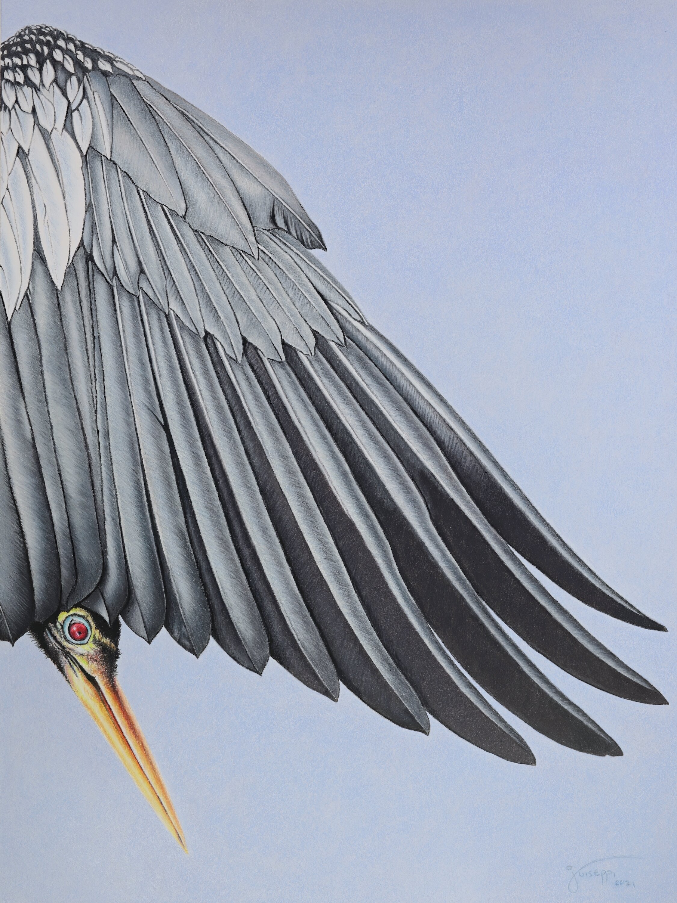"Surreptitious Anhinga" by John Guiseppi