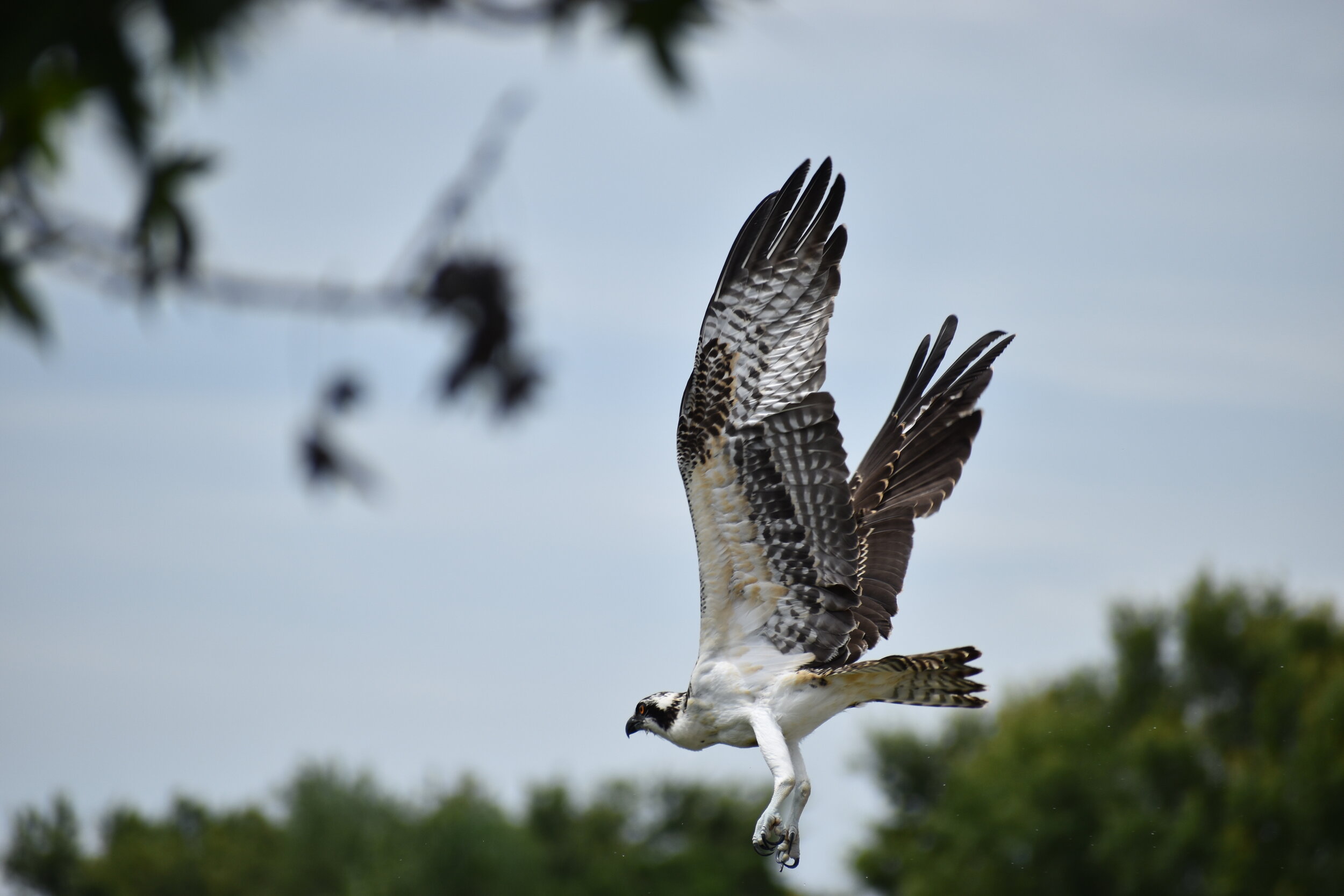 "Osprey on Wing" by Judy Pence Milsaps