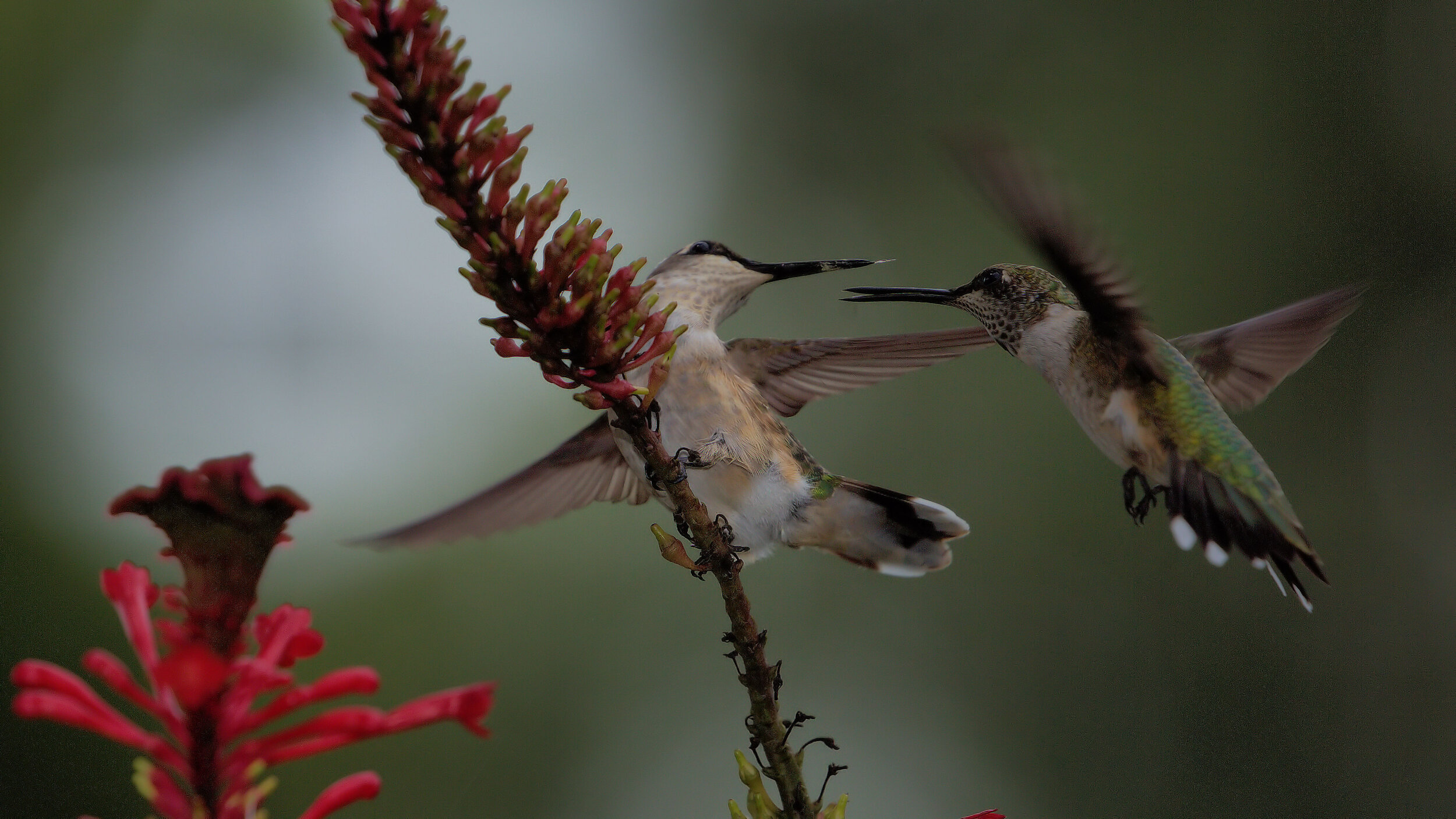 Honorable Mention: “Hummingbird Standoff” by Randy Matthews