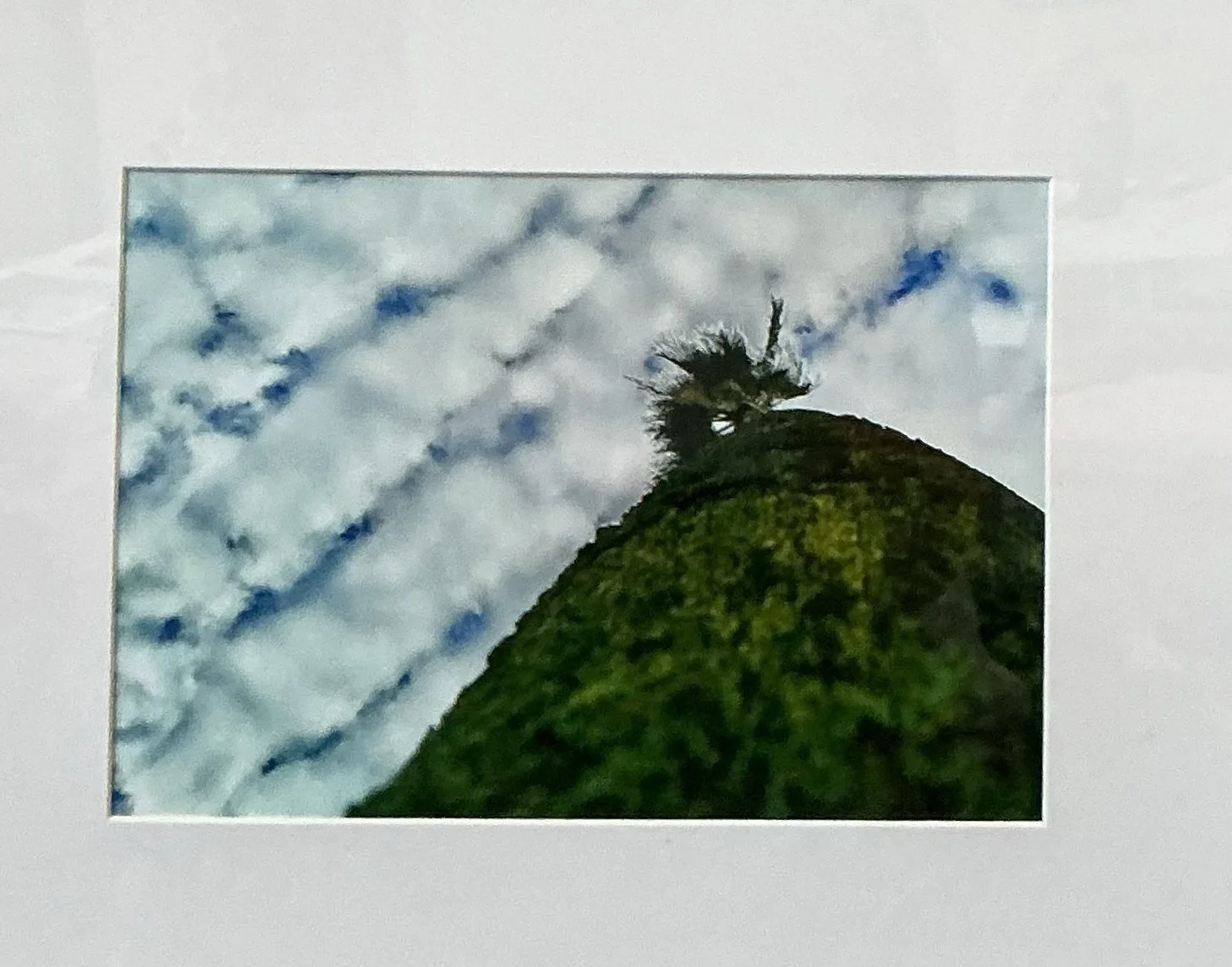 Honorable Mention - Looking Up