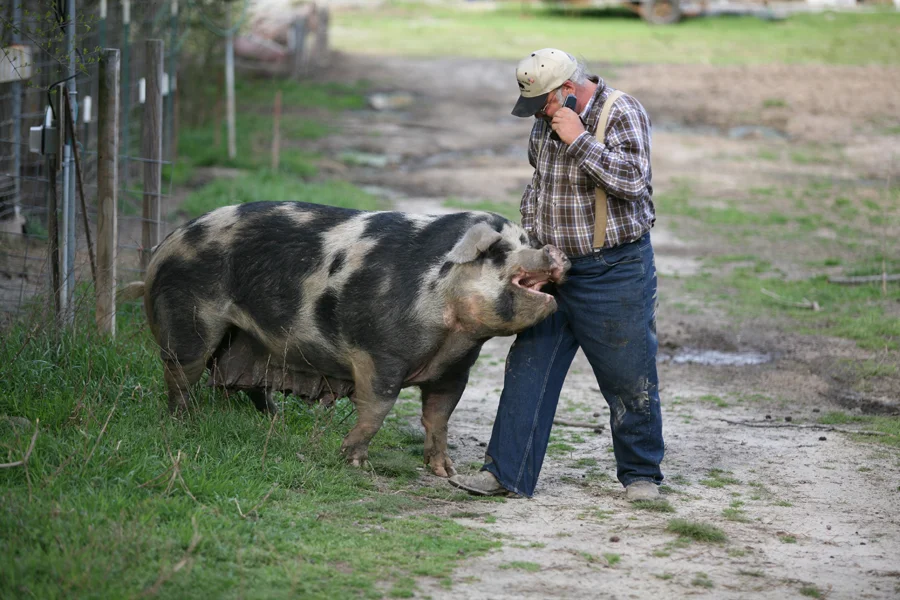 happy hogs 2.jpeg