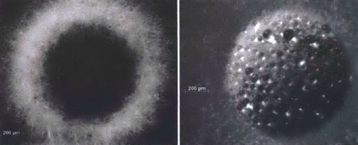 h2-soil-microbes.png
