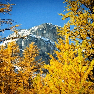 larches.jpg