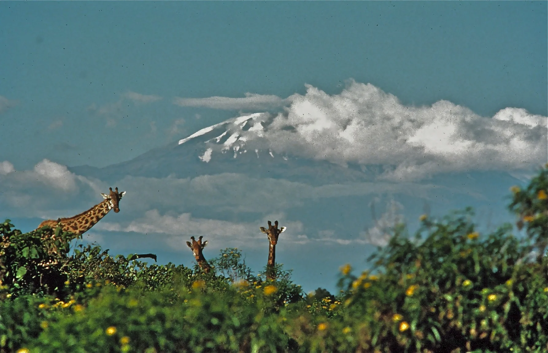 Kilimanjaro copy.jpg