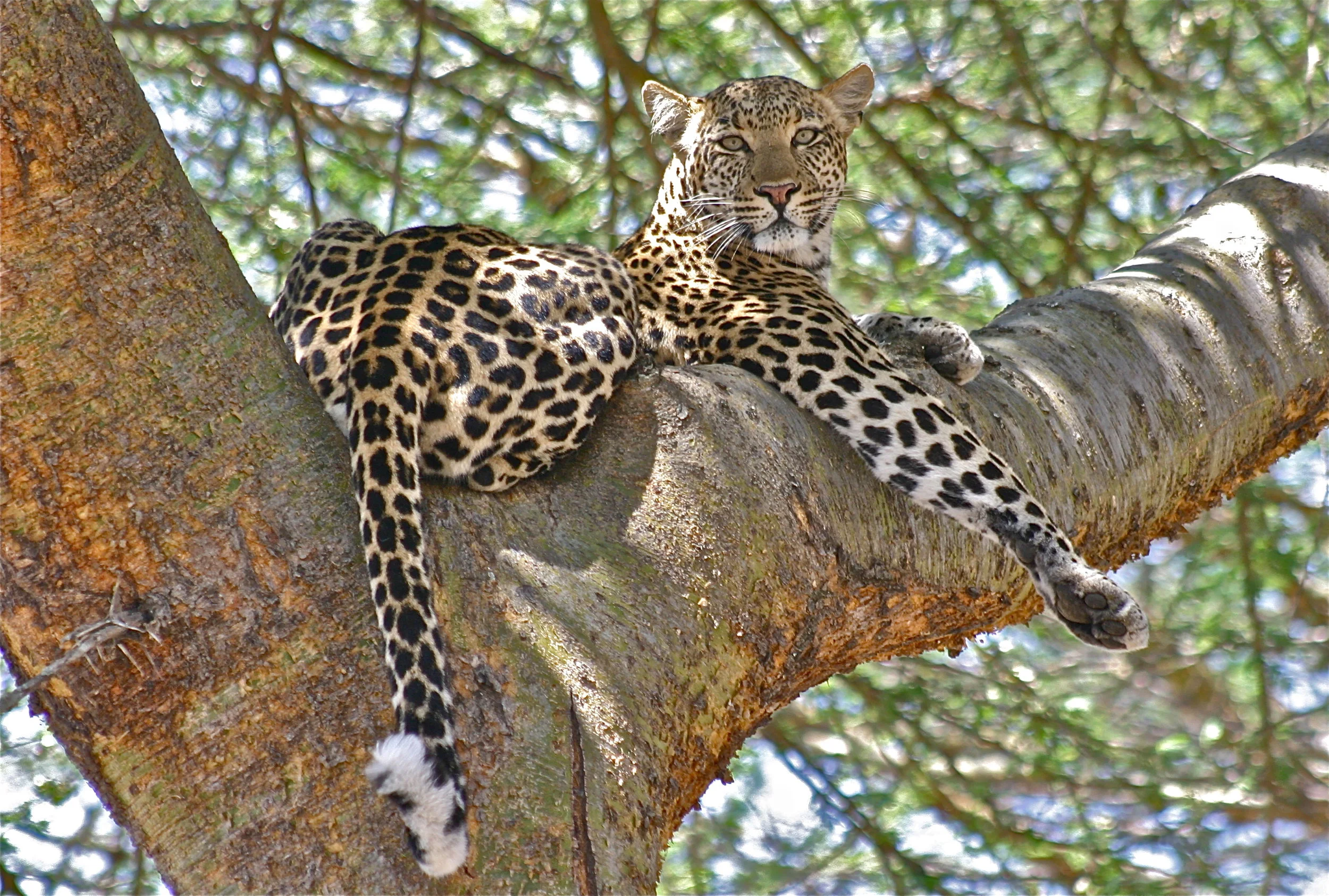 Dappled Respite - Copy.JPG