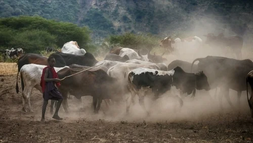 boy herding2 copy.jpg
