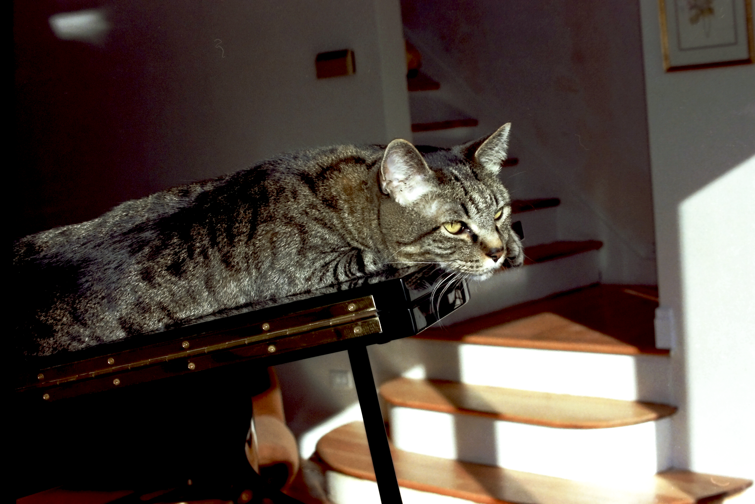 Quincy Morning Sonata