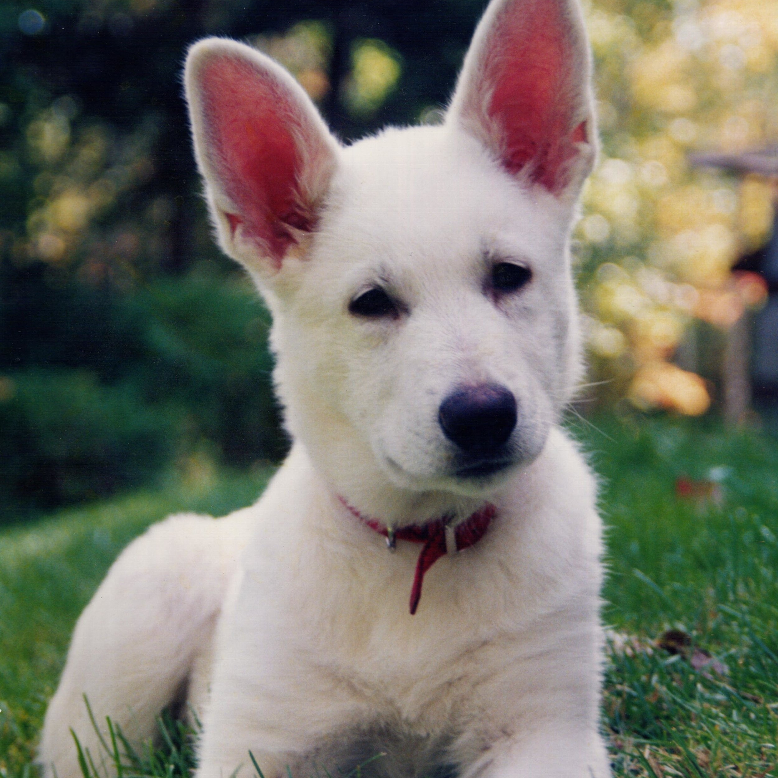 are there white german shepherd dogs