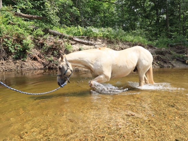 horse in river.JPG