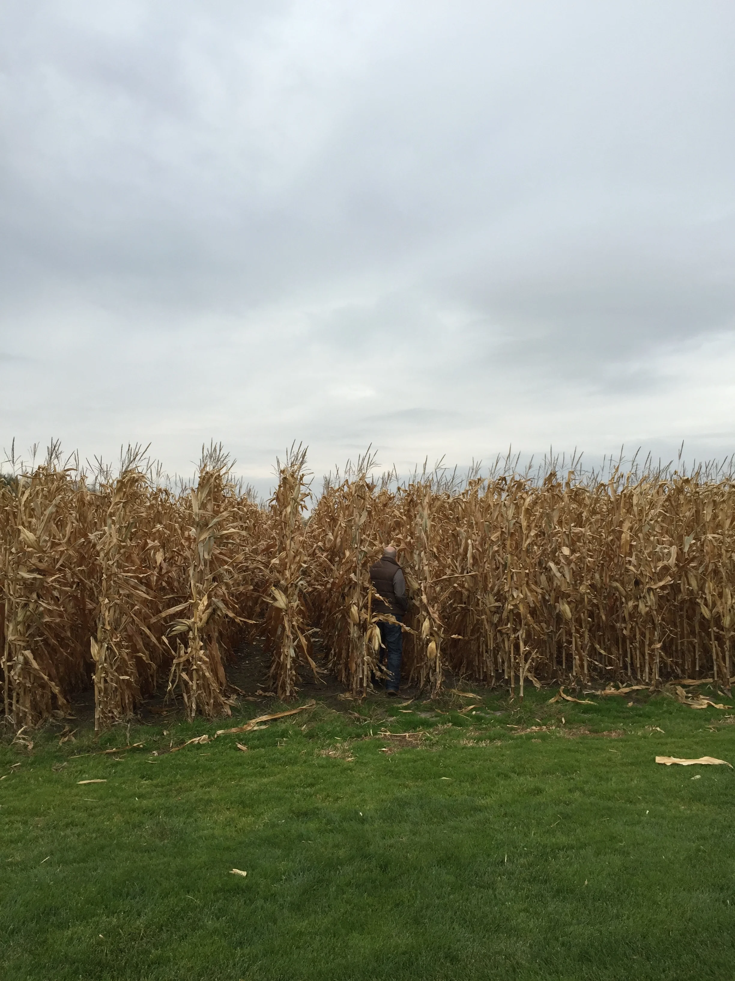 Walked through the Field of Dreams cornfield. 