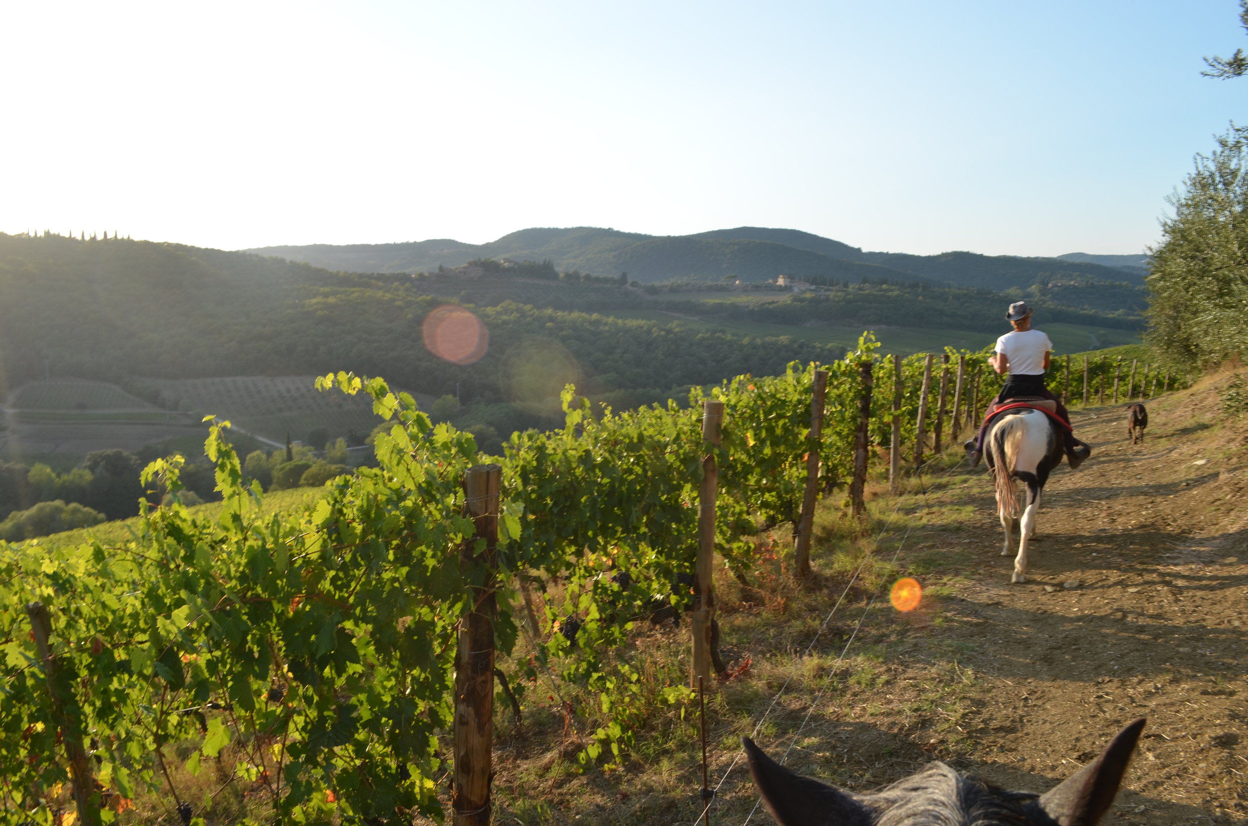  Horseback rode through vineyards of Tuscany. 