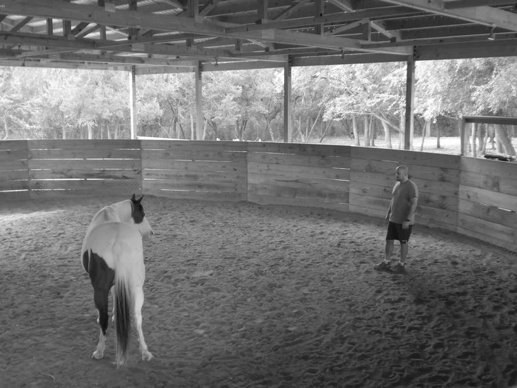 horse whisperer