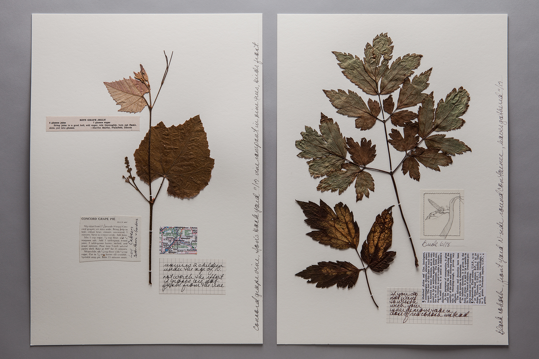 The Herbarium of Useful Plants