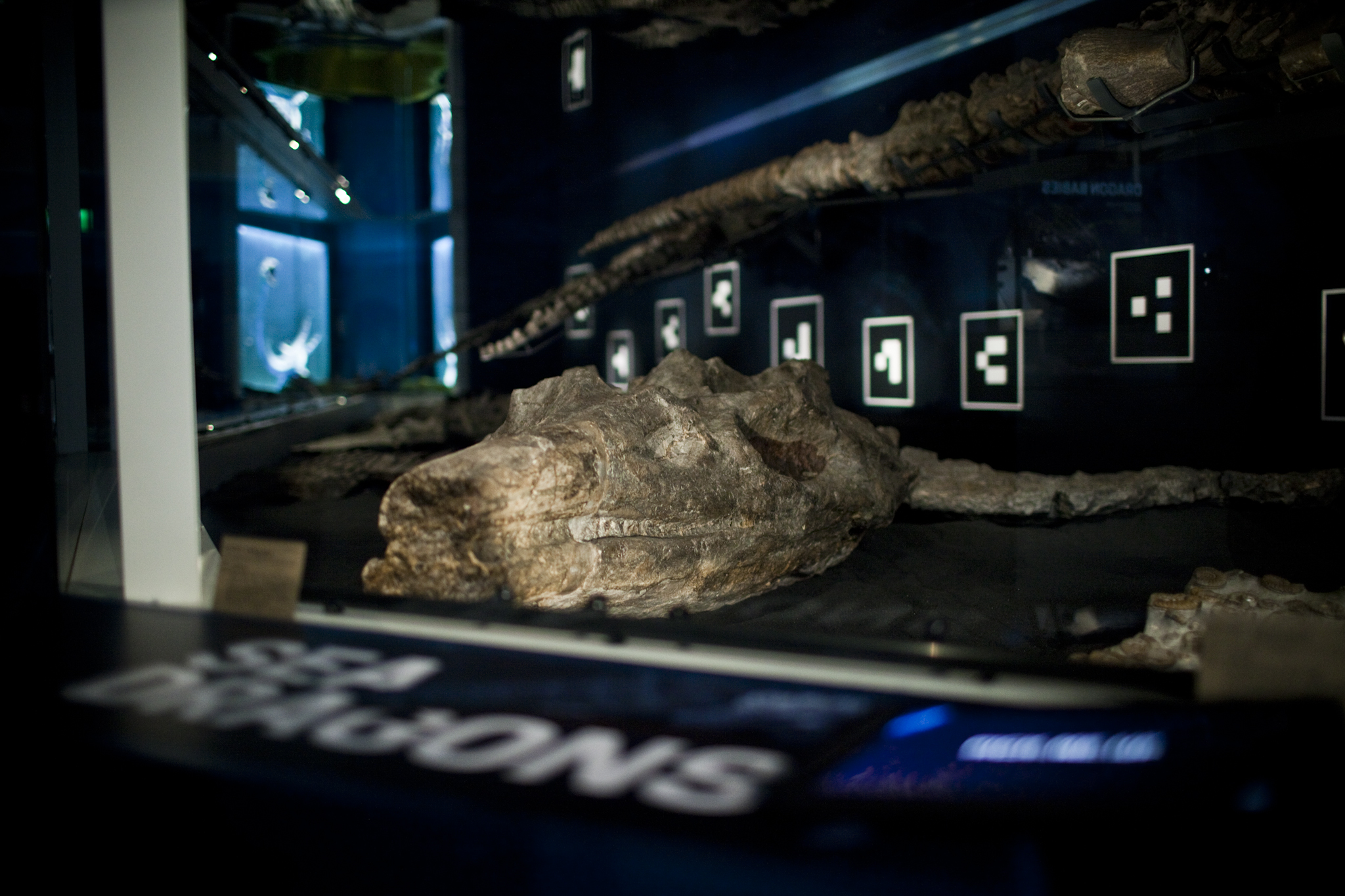  A huge type specimen  Temondontosaurus  lies in wait for unsuspecting visitors. The symbols in the background are AR markers. 