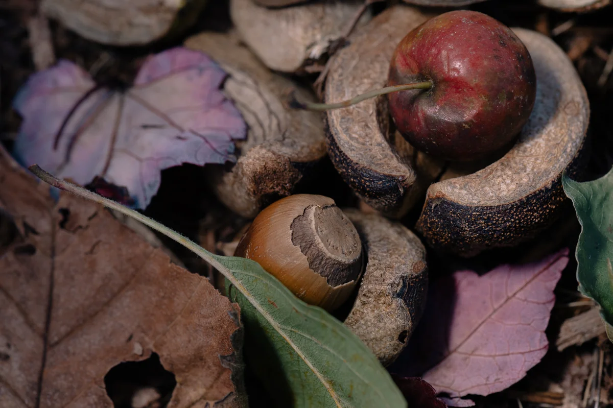 autumn macro-8.jpg