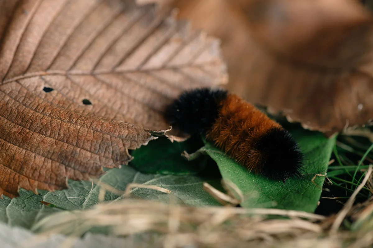 woolly bear-2.jpg