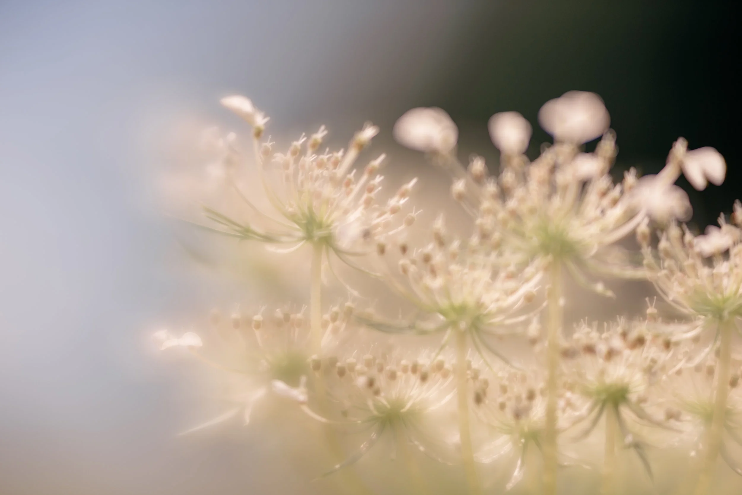 summer garden erin arnason-3.jpg