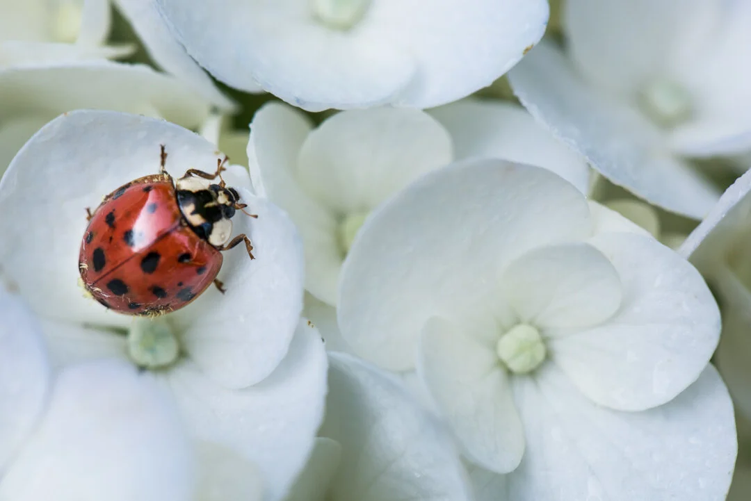 ladybug-1.jpg