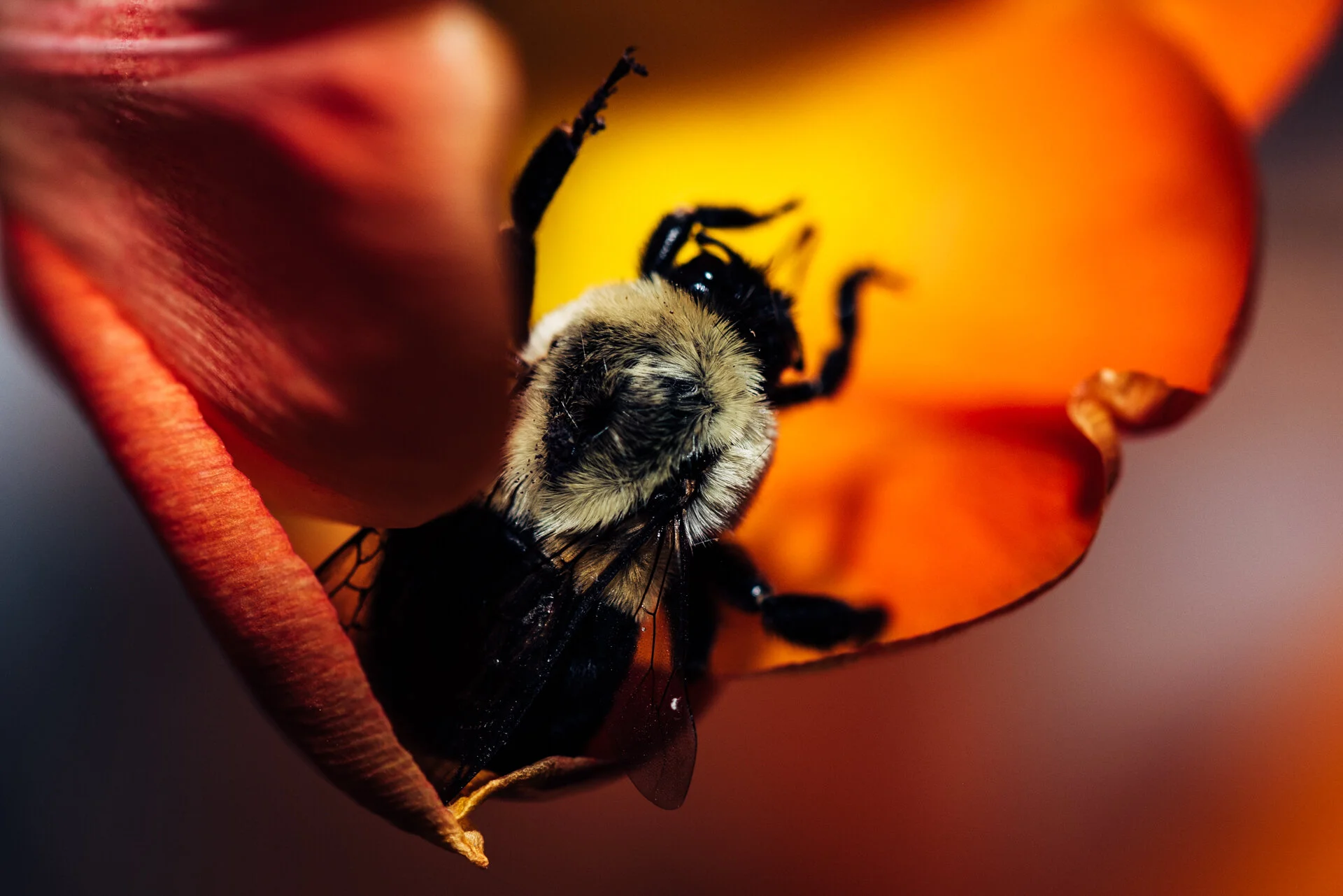 bbees-2.jpg