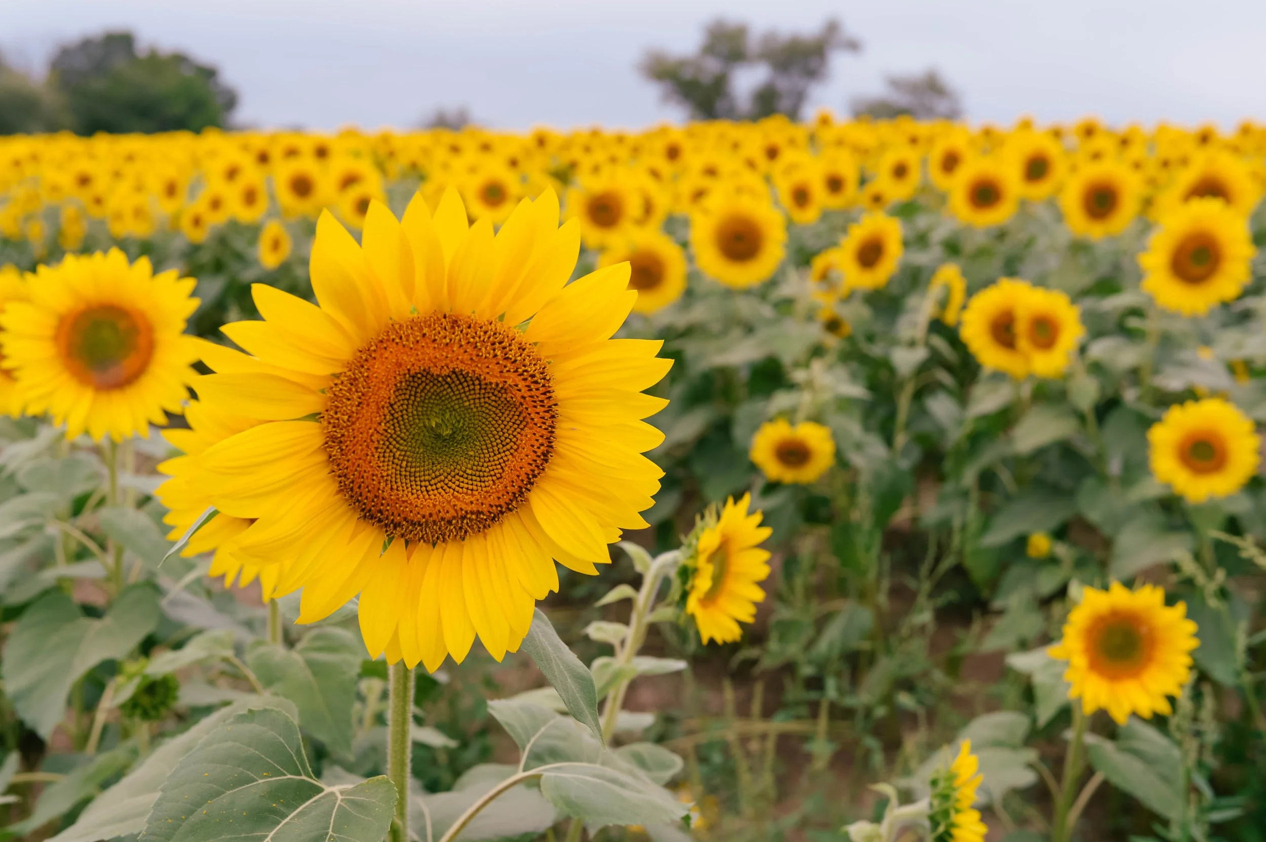 colby farm-7.jpg