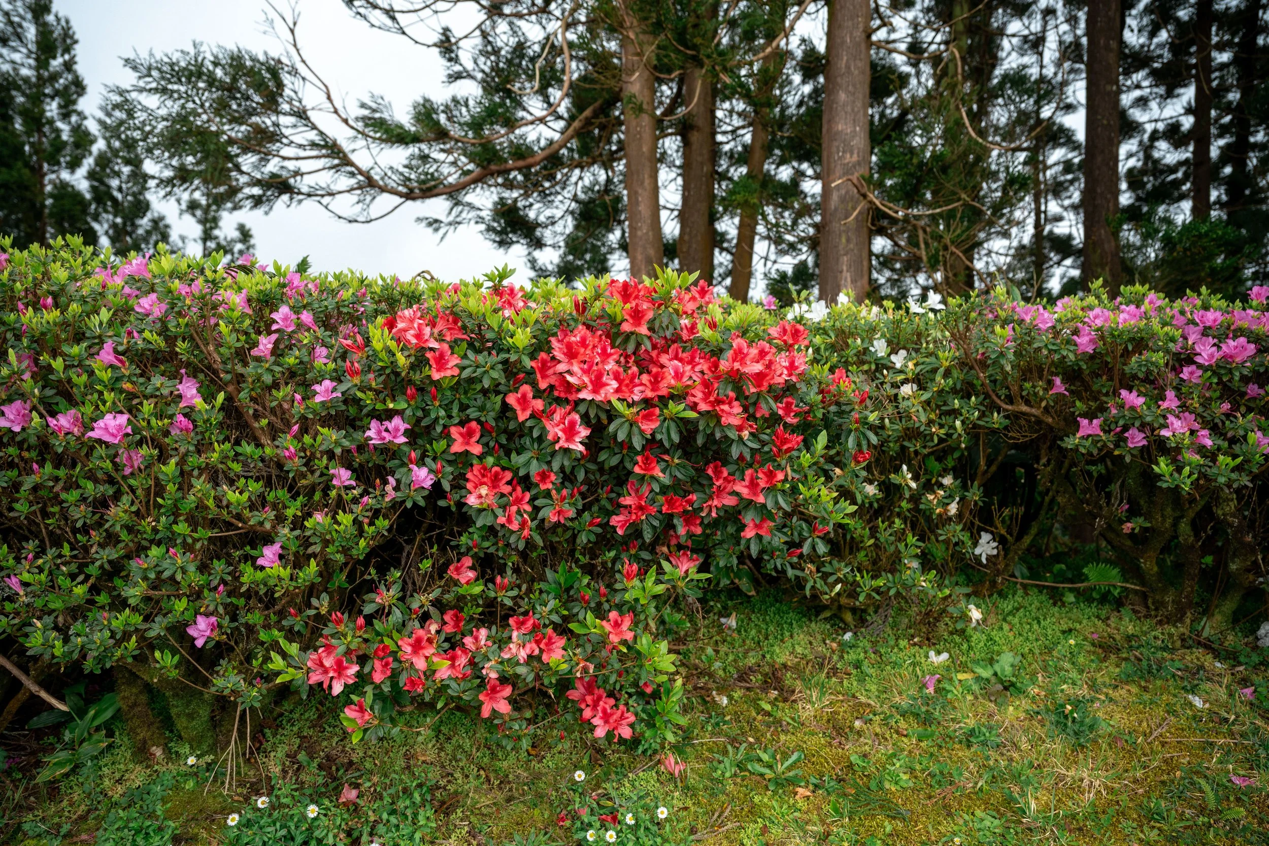 Azores-100.jpeg