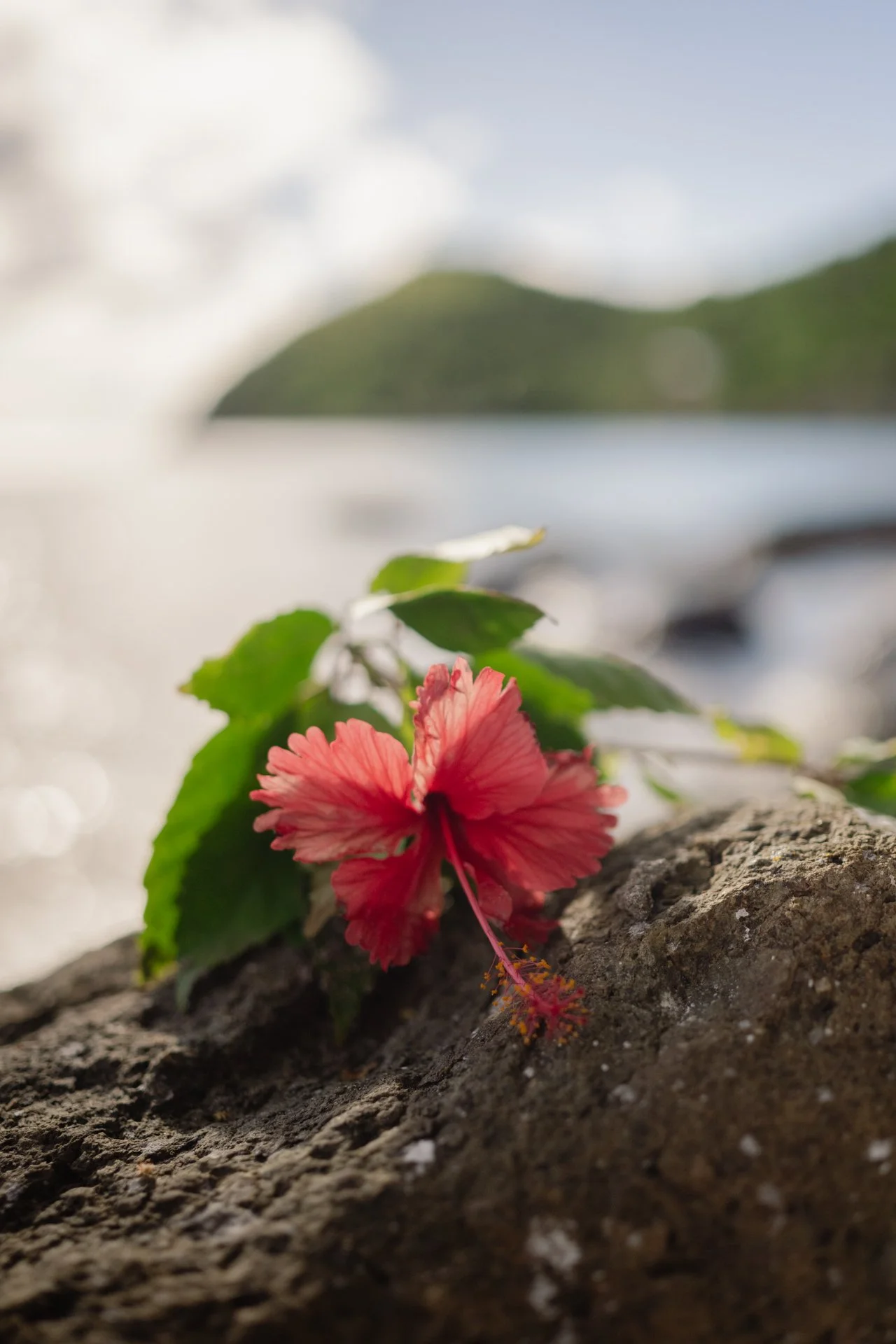 HIHO Tortola Landscape-120.jpg