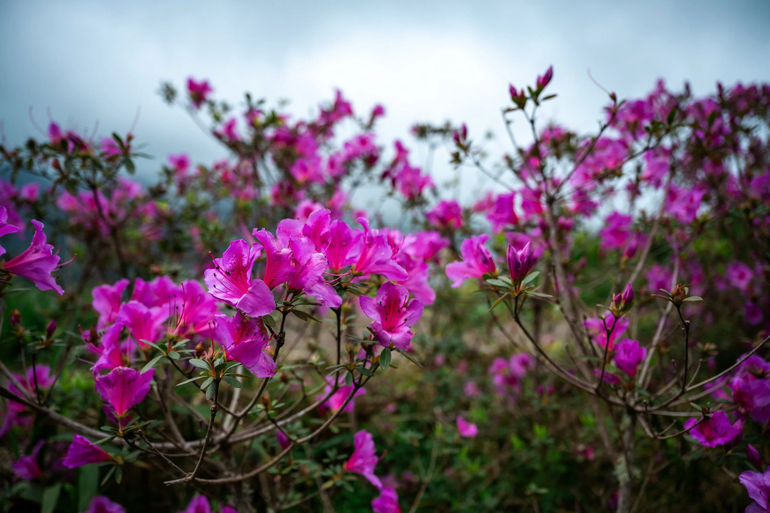 Azores-98.jpeg