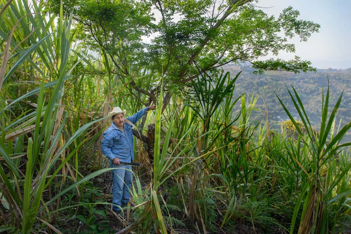 Jose Luis Carrera Rum Paranubes.jpg