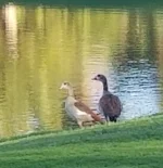2 Ducks.jpg