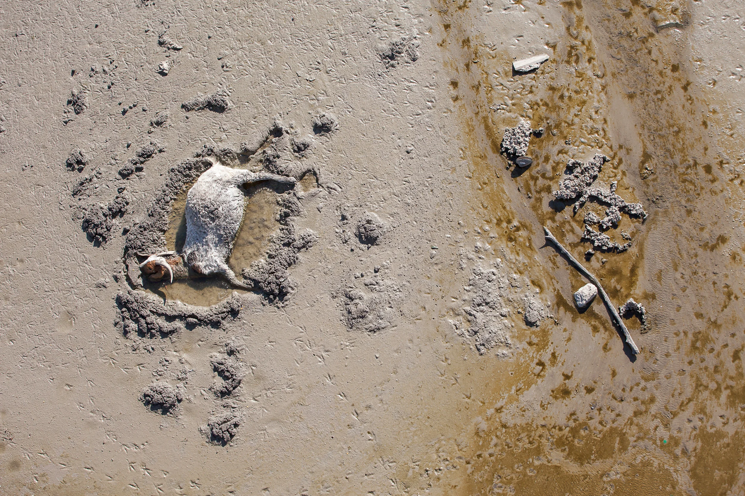Dead-Goat-In-Mud-W-Debris-From-Lucas-Road-Bridge-Lake-Lavon_45674.jpg