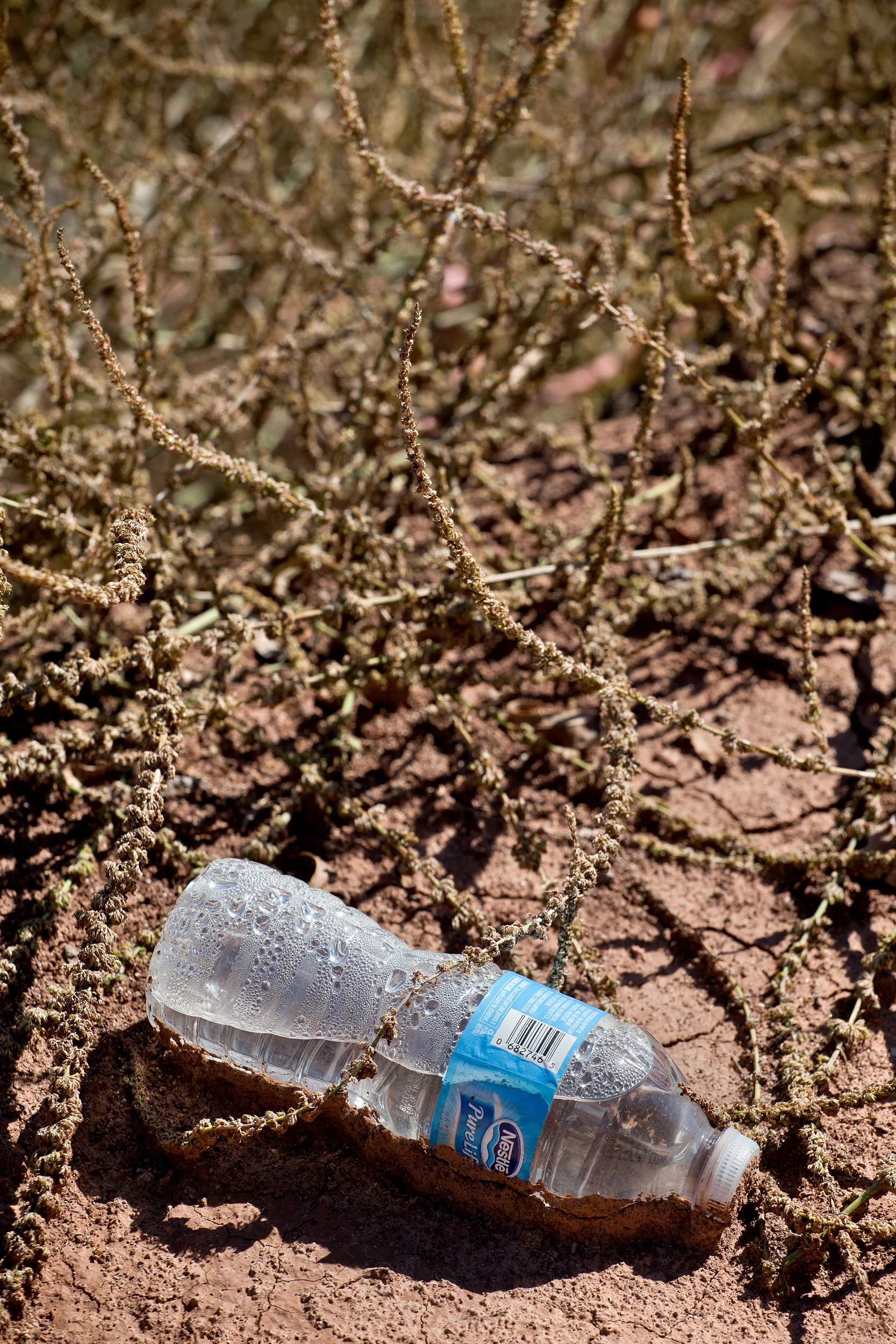 Water-Bottle-W-Weeds-Encroaching_109858.jpg