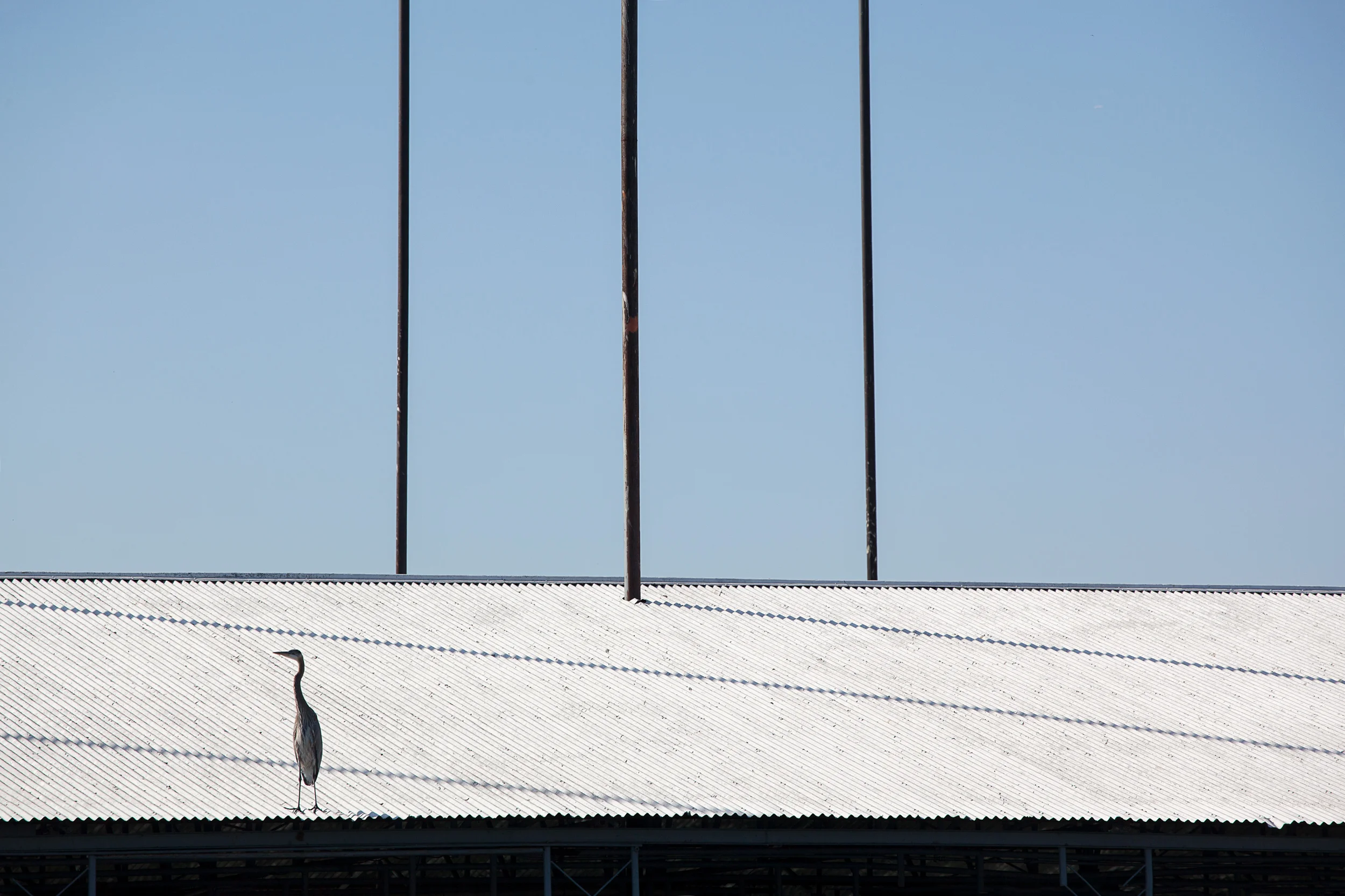 Crane-On-Wht-Boat-Slip-Roof-W-Masts-Grapevine-Lake-Park_43746.jpg