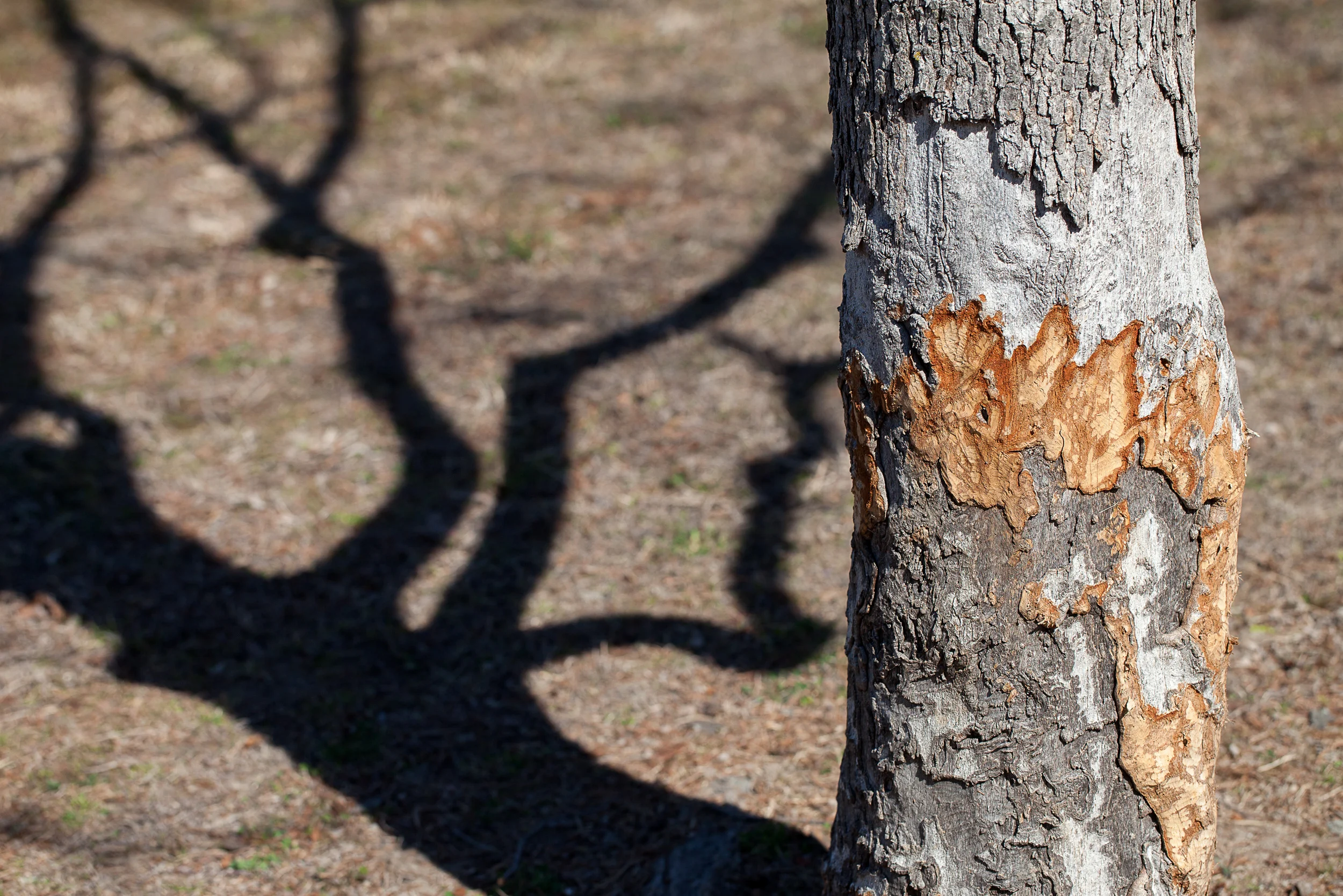 Beaver-Art-On-Tree-Trunk-W-Funky-Shadows-WR-Lake_48713.jpg