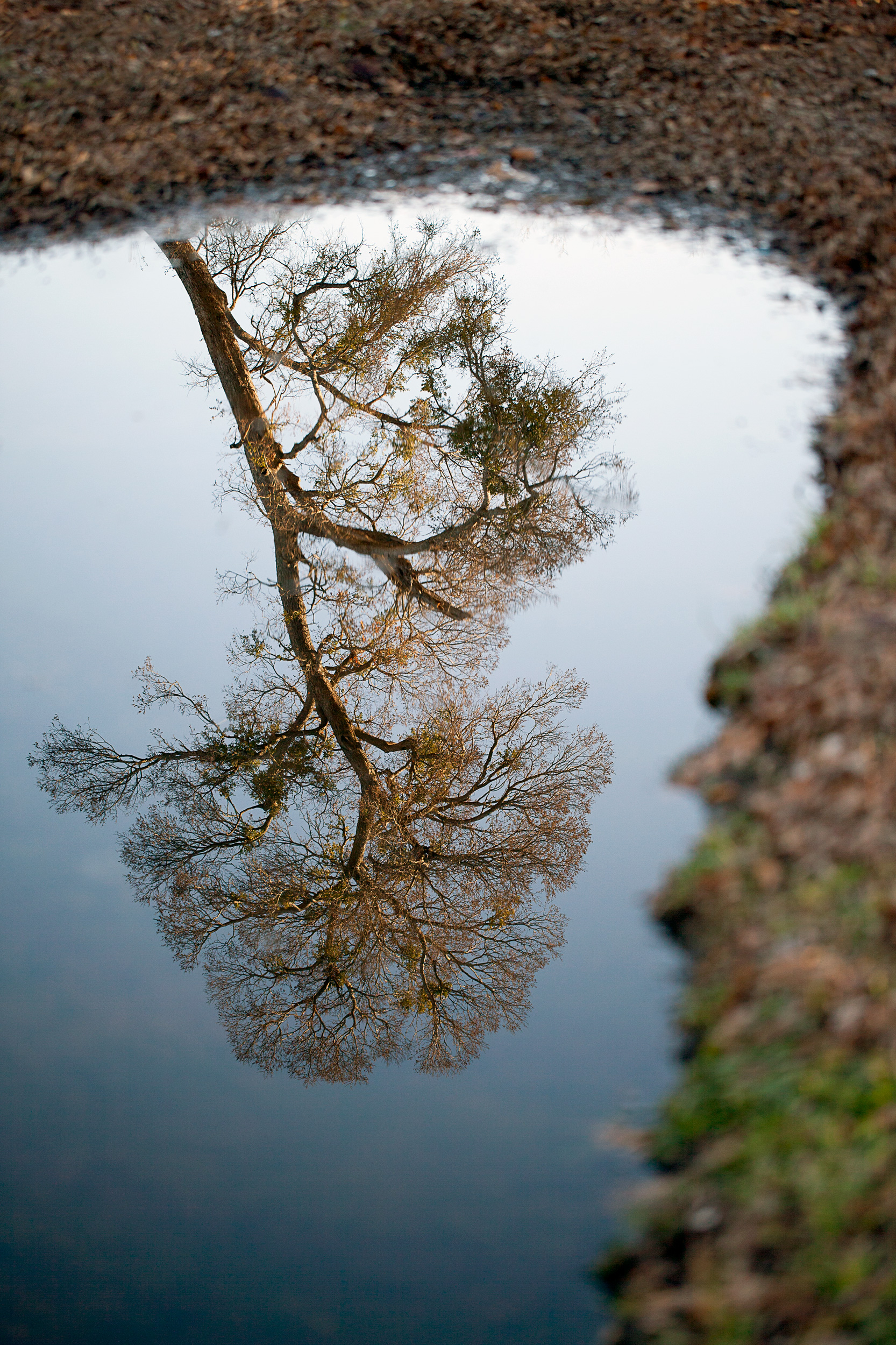Winter-Tree-Reflecting-In-Puddle-Waxa-Park_44713.jpg