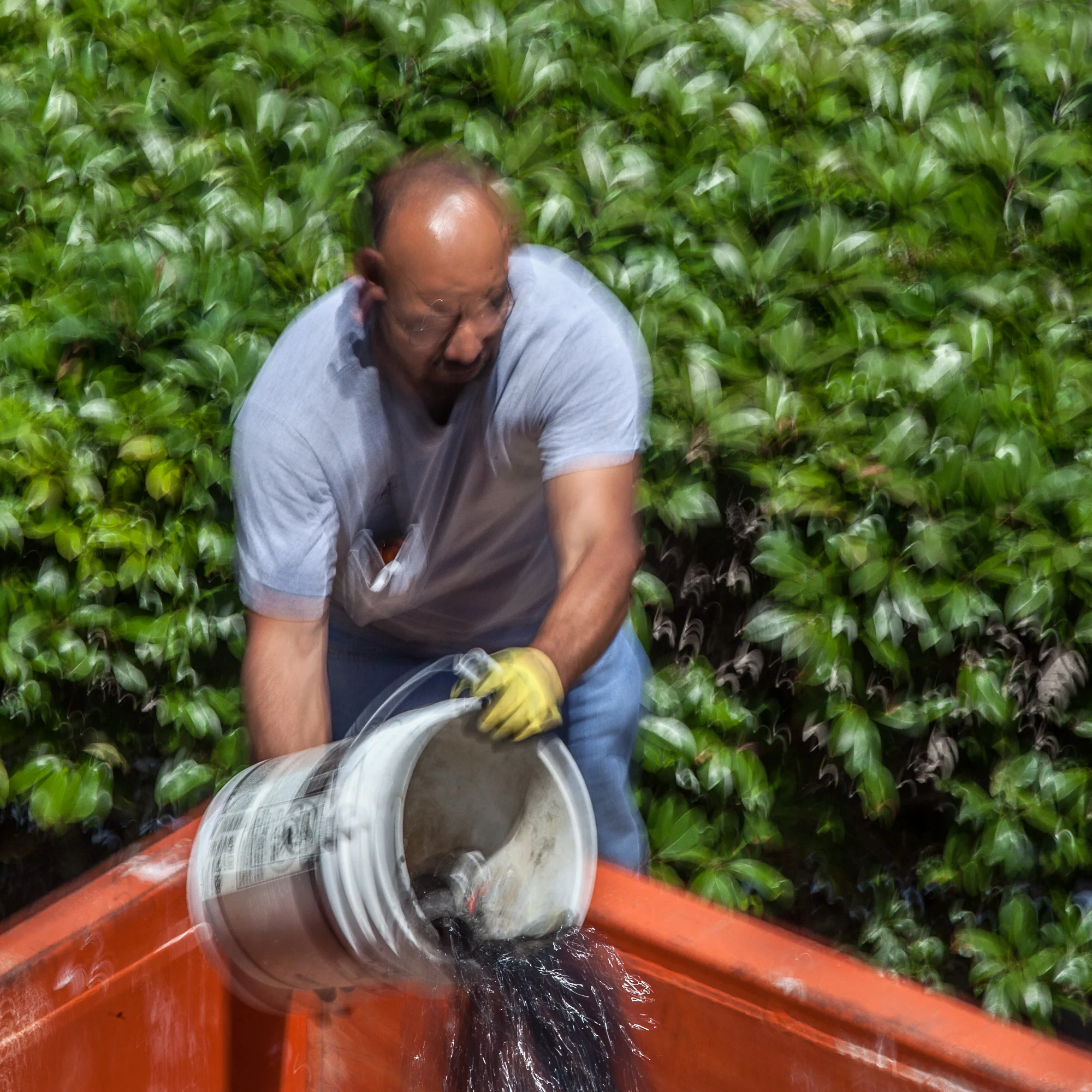 Man-Emptying-Bucket-Into-Orange-Dumpster-W-Shrubs-Bg-From-Studio-Window_92938.jpg