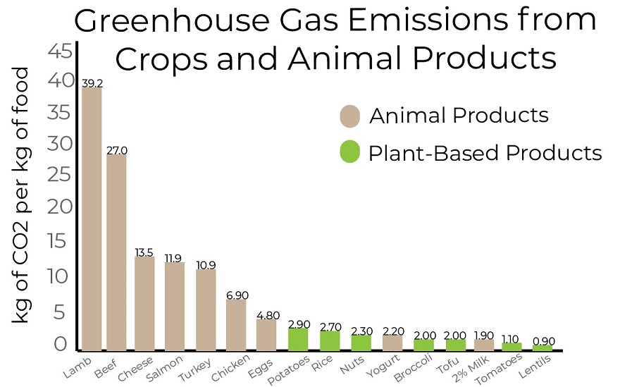 Graphic created by Kayla Guilliams with information adapted from the Environmental Working Group.