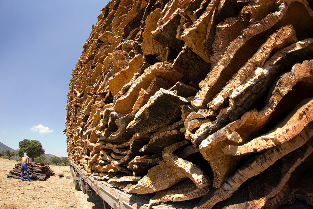 Picture courtesy of the Cork Forest Conservation Alliance
