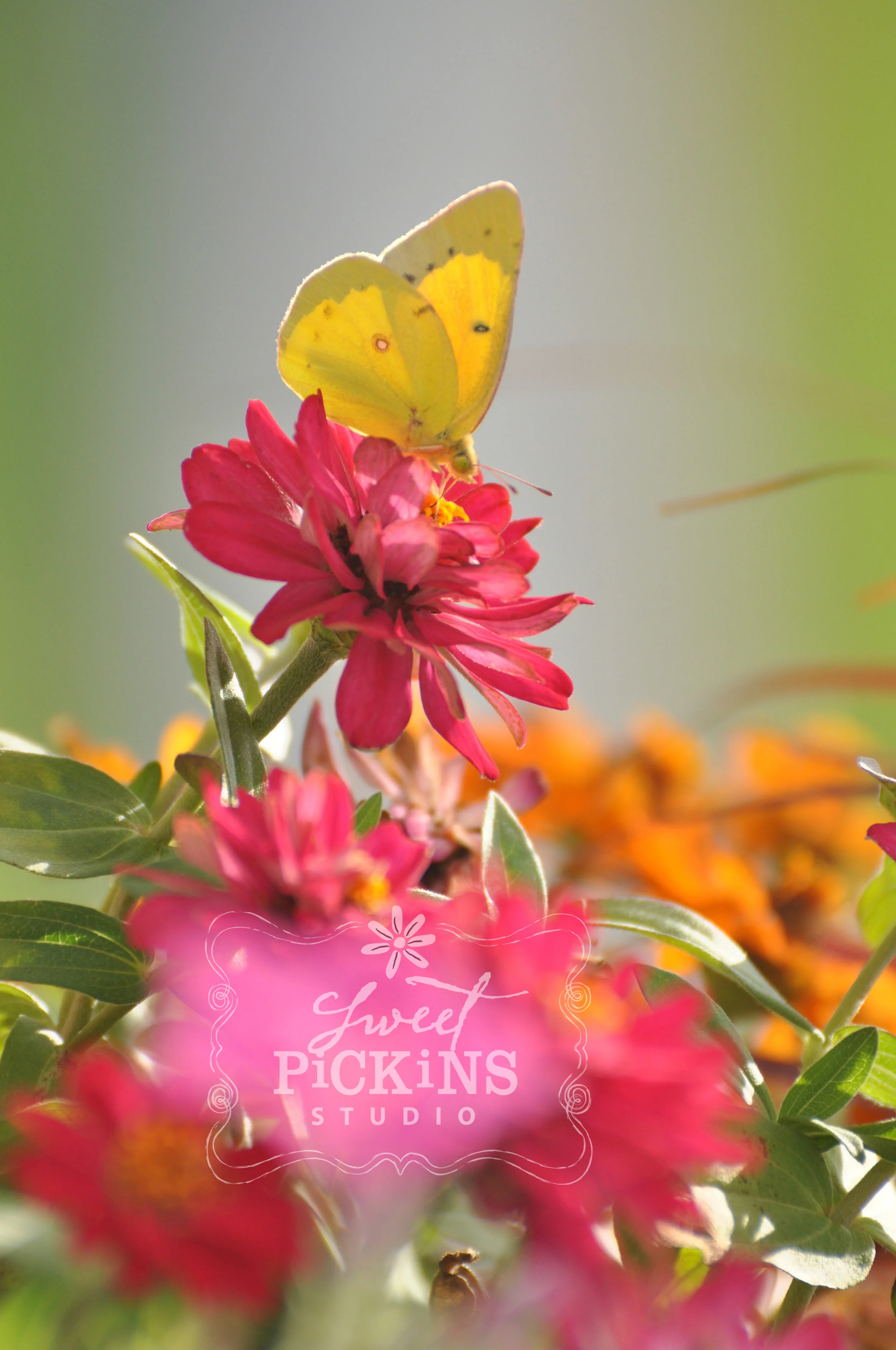 Butterfly in Zinnia Garden | Sweet Pickins Studio Photography