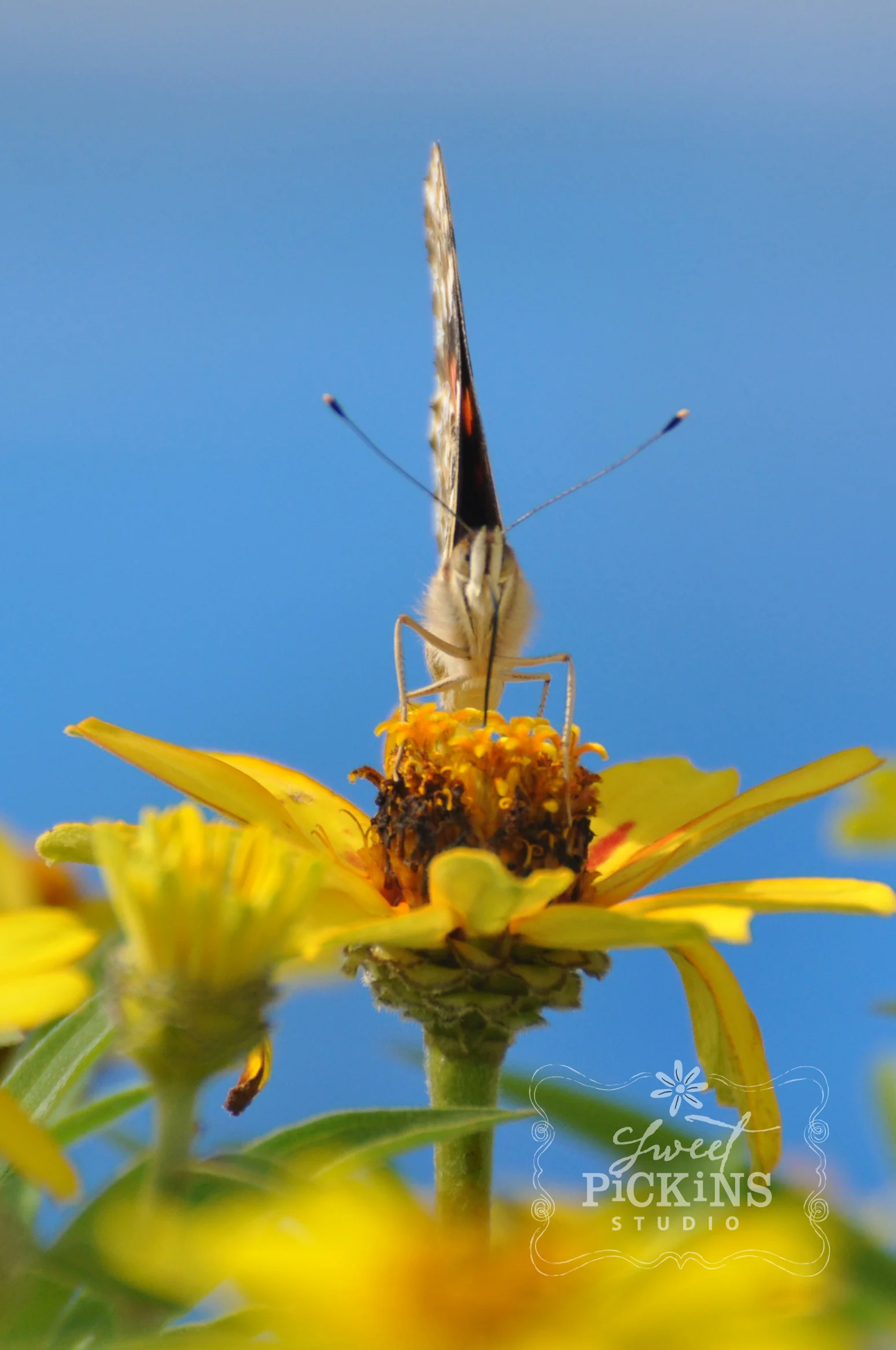 Detail of Butterfly on Yellow Profusion Zinnia in Garden | Sweet Pickins Studio