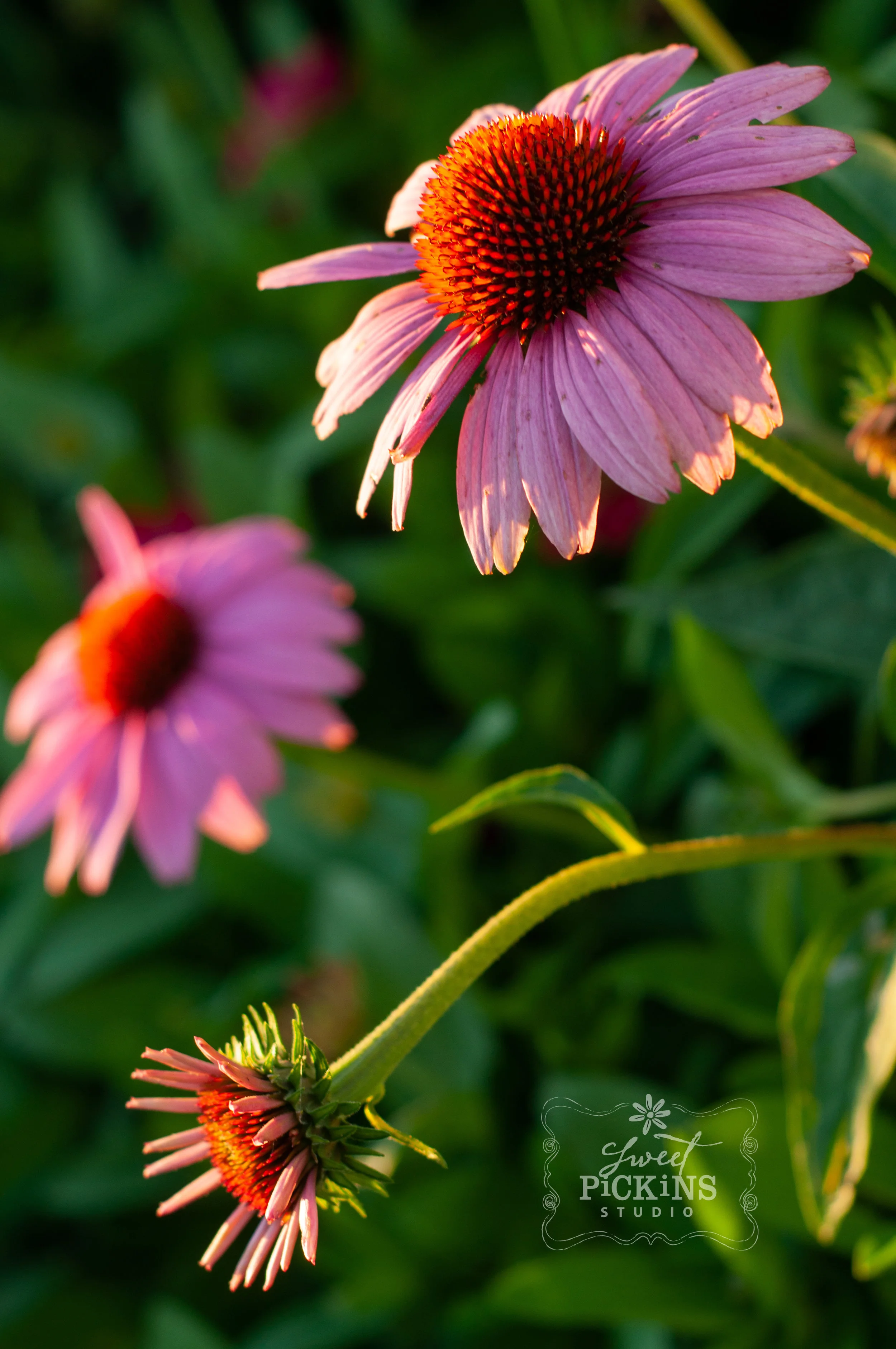 Purple Coneflower Echinacea in the Garden