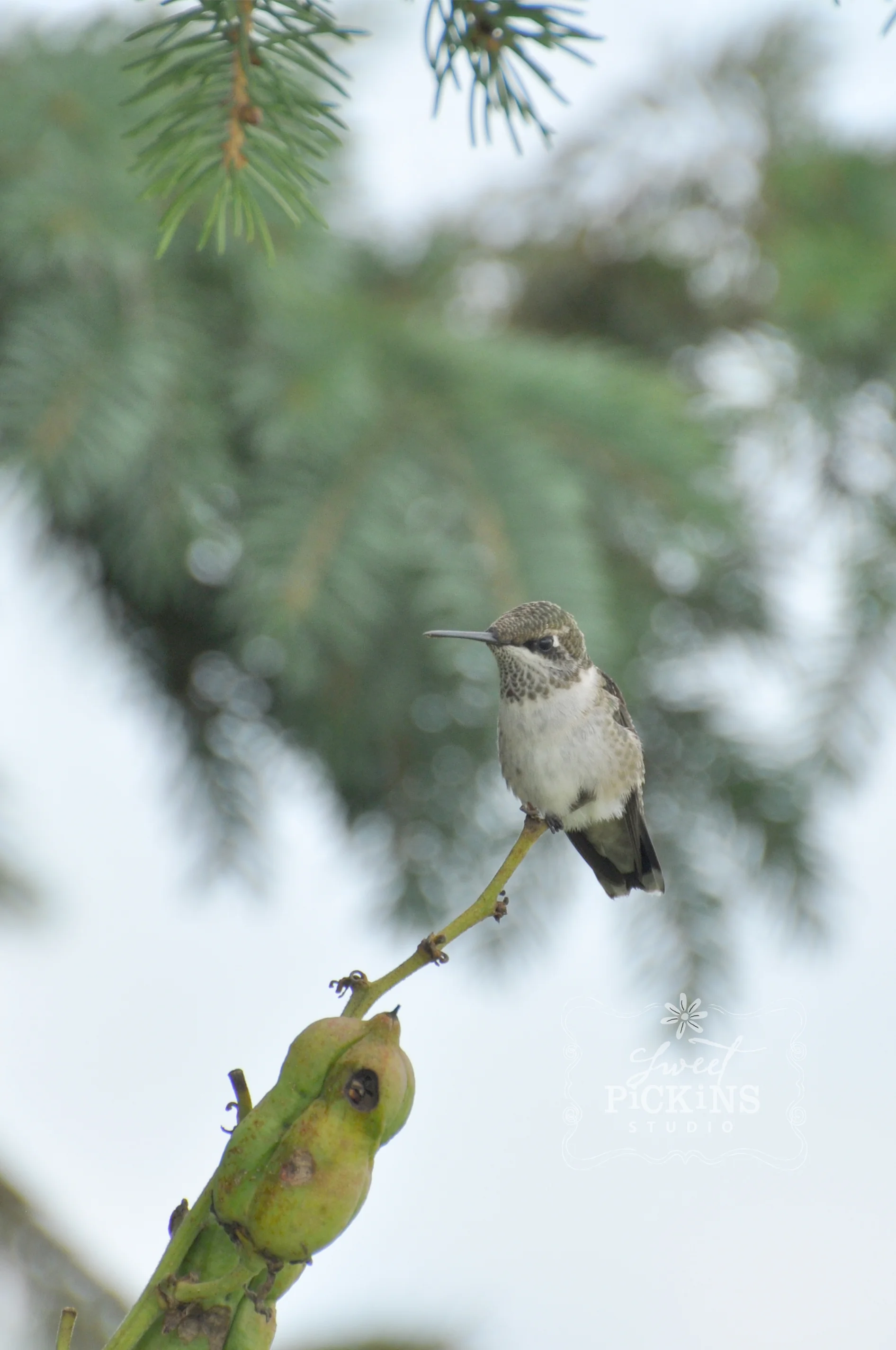 Hummingbird Photography