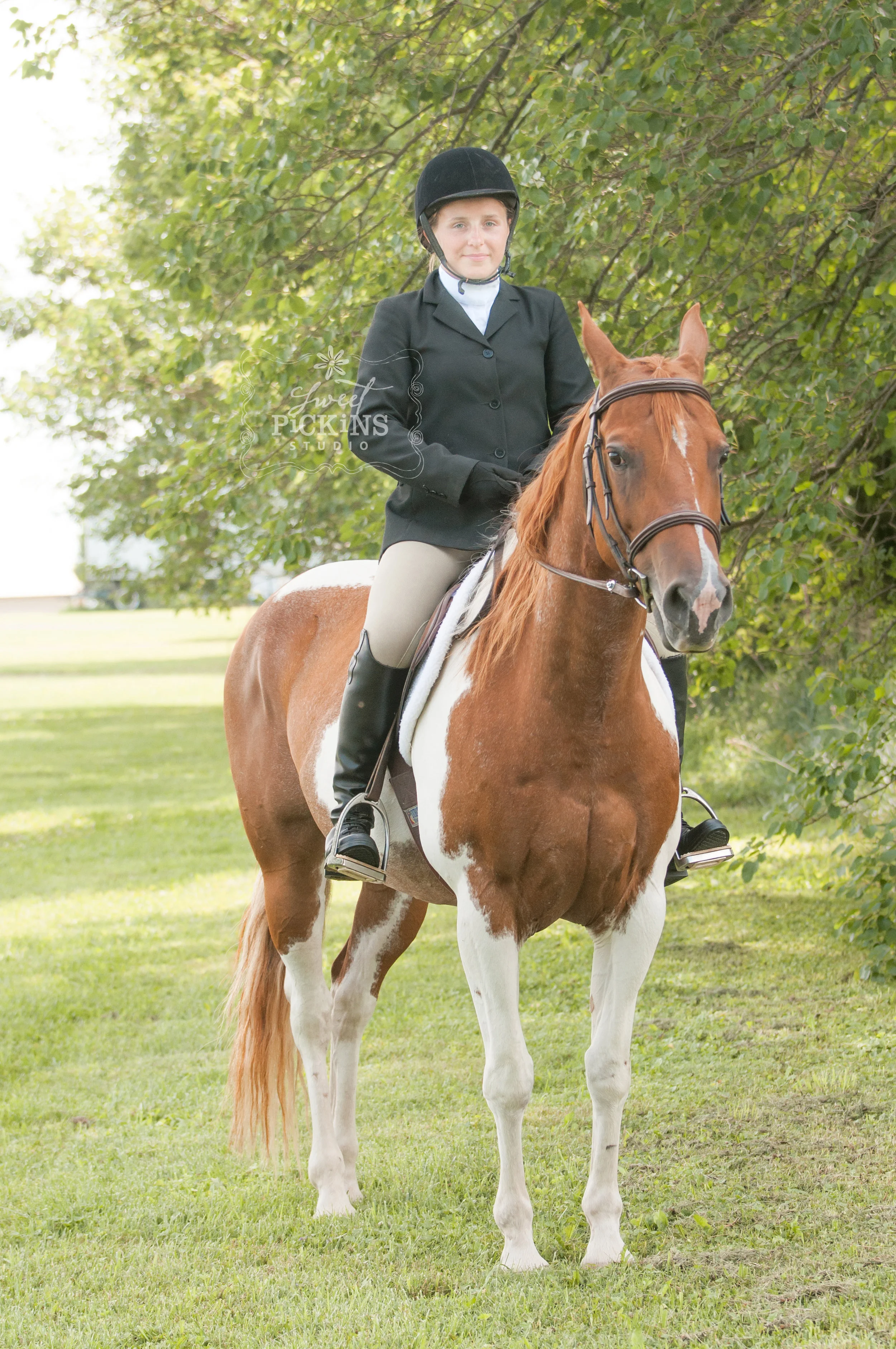 Equine Horse Portrait Photographer | Sweet Pickins Studio