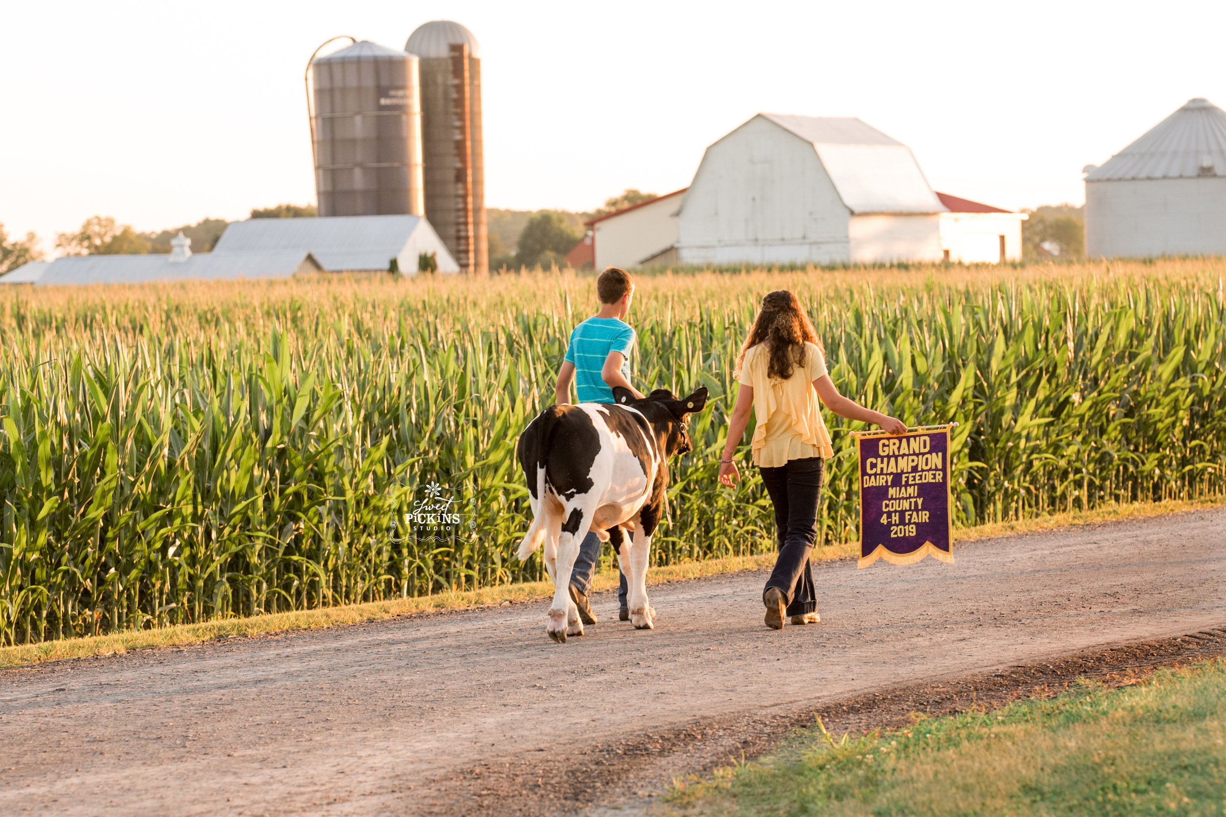 Indiana Farm Kids Walk Dairy Calf