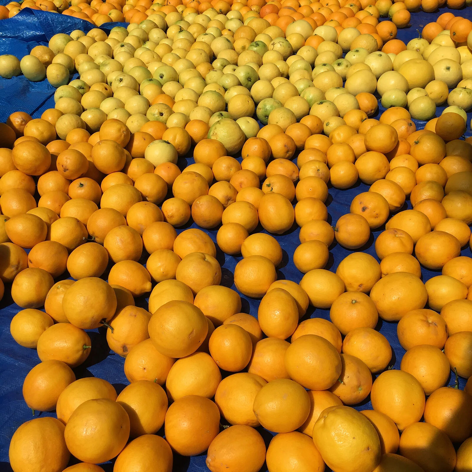 oranges on tarp_1600.jpg