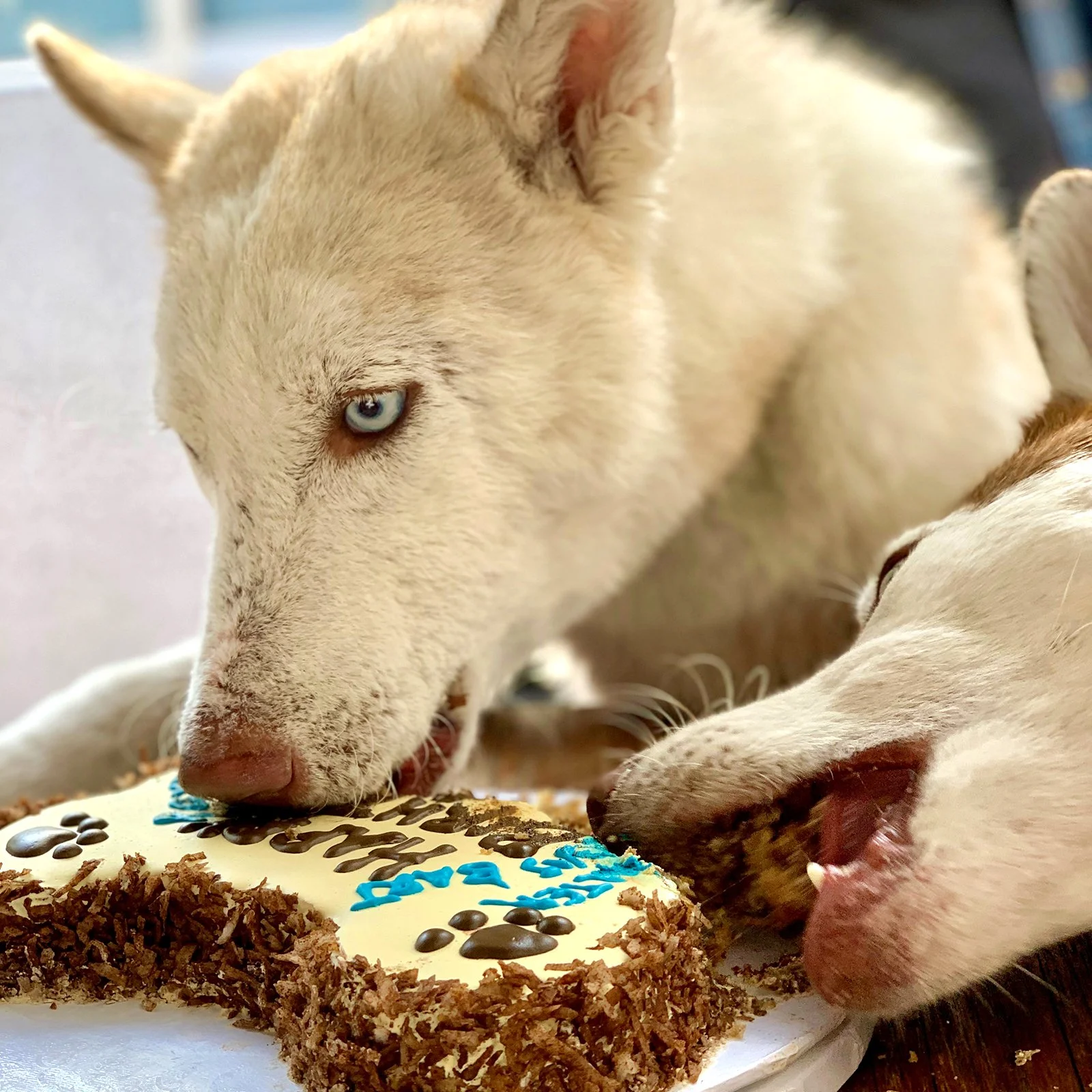 Bart_Roxy_Cake_SQ_1600.jpg