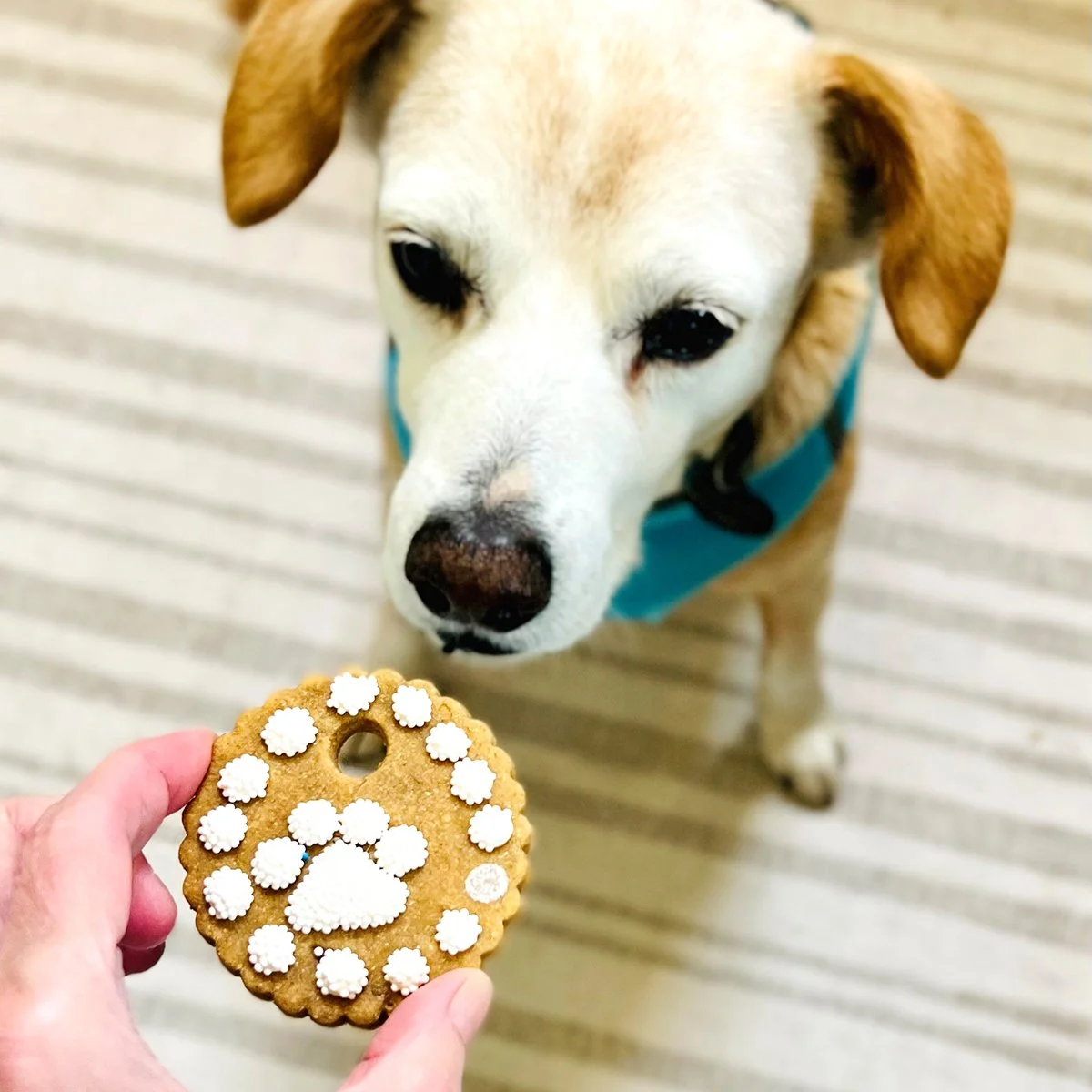 Bennie and Biscuit_SQ_1200.jpg