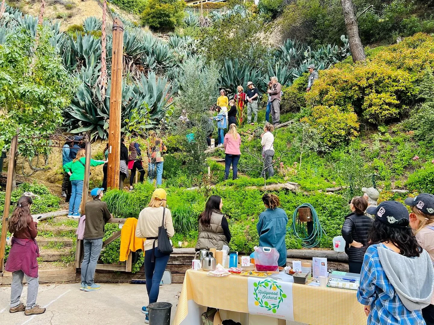 We had a beautiful turn out this morning to honor beloved friends of the Hollywood Orchard Julie Harding and Julian Sands with trees planted in their honor. The perfect opportunity to bake my first offering of the season with Harry&rsquo;s Berries. &