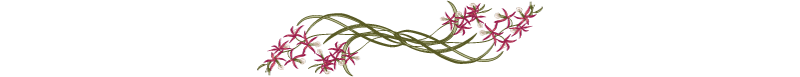 divider.png