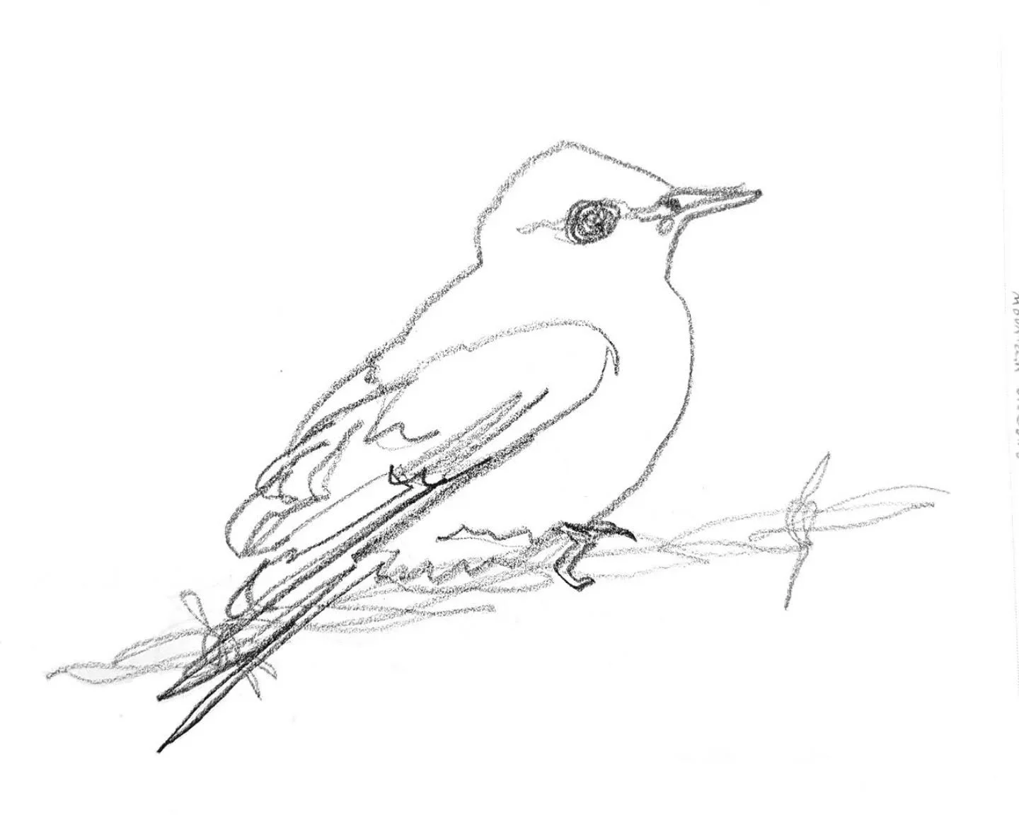 Bird sketches, round 2 of 3
Getting ready for another bird project, I went back and got my fingers warmed up doing continuous line drawings of all the #birbfest2026 birds from January 
.
.
#artpractice #birbart #animalillustration #quickdraw